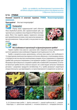 49
Гриби – це «професія», яку багаторазово й незалежно один
від одного обирали представники різних гілок дерева життя.
З підручника «Загальна мікологія»
§ 12.	 ГРИБИ
Основні поняття й ключові терміни: ГРИБИ. Осмогетеротрофне
живлення.
Пригадайте!	 Хто такі гетеротрофи?
	Поміркуйте!
Перед вами чудернацький гриб гіднелум
Пека (Hydnellum peckii), або «кровоточивий зуб», що
трапляється у хвойних лісах Європи й Північної Аме-
рики. Його тіло виділяє рідину червоного кольору
для приваблювання комах, яких організм використо-
вує для живлення. Чому це гриб, а не рослина чи тва-
рина?
	ЗМІСТ
	 Які особливості організації та функціонування грибів?
Термін «гриби» (так само як і «рослини» або «тварини») описує певний спосіб
життя й зумовлені ним особливості будови й життєдіяльності (іл. 24).
Гриби є еукаріотичними організмами, клітини яких мають такі особливості:
1) структурним компонентом каркаса клітинних оболонок є полісахарид глюкан,
а поперечні містки між його молекулами утворює хітин (переважно у справжніх
грибів) або целюлоза (переважно у несправжніх грибів); 2) органелами руху гри-
бів можуть бути джгутики (справжні гриби) або псевдоподії (слизовики); 3) кліти-
ни багатьох грибів містять невеликі вакуолі, які є вмістищем запасних поживних
речовин і шкідливих продуктів метаболізму; 4) у грибів розвинуті секреторні
міхурці (везикули), що відповідають за транспортування та виділення за межі ци-
Іл. 24. Незвичні види грибів: 1 – фуліго гнильний; 2 – герацій гребінчастий; 3 – клаварія
блідо-бура; 4 – решіточник червоний; 5 – ентомола блакитна; 6 – ганодерма блискуча
1
4
2
5
3
6
§12.Гриби
Право для безоплатного розміщення підручника в мережі Інтернет має
Міністерство освіти і науки України http://mon.gov.ua/ та Інститут модернізації змісту освіти https://imzo.gov.ua
 