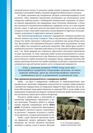 50
Тема1.БІОРІЗНОМАНІТТЯ топлазми різних сполук; 5) запасають гриби глікоген (справжні гриби) або міко-
ламінарин (несправжні гриби), кінцевим продуктом обміну білків є сечовина.
Усі гриби, незалежно від походження, об’єднує осмогетеротрофний спосіб
живлення, тобто живлення органічними речовинами, що поглинаються всією
поверхнею грибниці разом з необхідними мінеральними сполуками. Усі ділян-
ки міцелію відокремлені від середовища лише клітинною оболонкою з хітину
або целюлози й плазматичною мембраною, відмерлих клітин, як у корі коренів
рослин, немає. У субстраті органічні речовини містяться досить часто у вигляді
складних сполук, тому гриби секретують назовні ферменти-гідролази, які розще-
плюють ці речовини та здійснюють зовнішнє травлення.
При осмогетеротрофному живленні надходження поживних речовин до
клітини залежить від площі її поверхні. Тому в ході еволюції у грибів збільшилася
площа тіла. Гриби «прагнули» її збільшити, не змінюючи при цьому об’єму свого
тіла. Вегетативне тіло переважної більшості грибів являє розгалужену систему
ниток (гіфів), яка називається грибницею (міцелієм). Гіфи грибів дуже швидко й
необмежено ростуть. Окремий гриб може за 24 год утворити грибницю довжи-
ною 1 км. Такий швидкий ріст компенсує відсутність активного переміщення
на рівні організмів. За такої структури гриби почали розмножуватись й розсе-
лятись за участі різноманітних спор. Живлячись усією своєю поверхнею, пере-
важна більшість грибів розвивається всередині ґрунту, відмерлої органіки або
живого організму. Оскільки тіло грибів перебуває в субстраті, спороносні органи
утворюються над субстратом і досить часто з утворенням плодових тіл.
Отже, у широкому розумінні ГРИБИ (Fungi sensu lato) –
безхлорофільні еукаріотичні гетеротрофні організми, які мають
зазвичай грибницю, здатні до осмогетеротрофного живлення,
необмеженого росту та розмноження за допомогою спор.
Чим зумовлені різноманітність і поширення грибів?
Гриби – це одна із найдавніших, найбільших та найрізноманітніших груп
еукаріотичних організмів. Найдавніші палеонтологічні знахідки грибів виявлено
у вулканічних породах віком 2,4 млрд років. Відкриття було здійснено під час бу-
ріння 900-метрової товщі давніх базальтів на території ПАР. Із часом гриби стали
невід’ємним складником усіх водних і наземних екосистем. Гриби трапляються на
всіх континентах земної кулі й навіть в Антарктиді.
Більшість грибів живуть у ґрунтовому та
наземному середовищах, паразитують у жи-
вих організмах. Поширені гриби й у найдав-
нішому водному середовищах життя. Водні
гриби (псатирела, сапролегнія, фіалоцефала)
розкладають органічні рештки, паразитують
на рослинах і тваринах, вступають у симбіо-
тичні відносини з іншими організмами (іл. 25).
Гриби з дуже багатим арсеналом трав-
них ферментів можуть руйнувати будь-які
матеріали, що містять органічні речовини,
особливо в умовах тепла й вологи. Металеві
Іл. 25. Псатирела водяна –
водний шапинковий гриб
Право для безоплатного розміщення підручника в мережі Інтернет має
Міністерство освіти і науки України http://mon.gov.ua/ та Інститут модернізації змісту освіти https://imzo.gov.ua
 