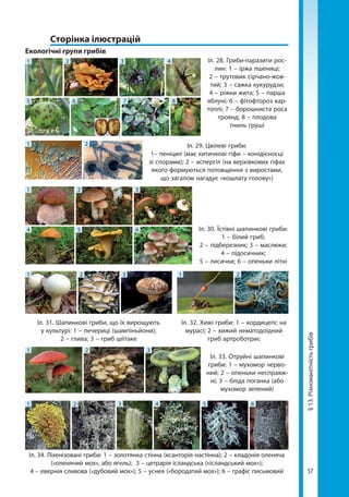 57
§13.Різноманітністьгрибів
	 Сторінка ілюстрацій
Екологічні групи грибів
Іл. 28. Гриби-паразити рос-
лин: 1 – іржа пшениці;
2 – трутовик сірчано-жов-
тий; 3 – сажка кукурудзи;
4 – ріжки жита; 5 – парша
яблуні; 6 – фітофтороз кар-
топлі; 7 – борошниста роса
троянд; 8 – плодова
гниль груші
Іл. 29. Цвілеві гриби:
1– пеніцил (має китичкові гіфи – конідієносці
зі спорами); 2 – аспергіл (на верхівкових гіфах
якого формуються потовщення з виростами,
що загалом нагадує «кошлату голову»)
Іл. 30. Їстівні шапинкові гриби:
1 – білий гриб;
2 – підберезник; 3 – маслюки;
4 – підосичник;
5 – лисички; 6 – опеньки літні
Іл. 31. Шапинкові гриби, що їх вирощують
у культурі: 1 – печериці (шампіньйони);
2 – глива; 3 – гриб шіїтаке
Іл. 33. Отруйні шапинкові
гриби: 1 – мухомор черво-
ний; 2 – опеньки несправж-
ні; 3 – бліда поганка (або
мухомор зелений)
Іл. 32. Хижі гриби: 1 – кордицепс на
мурасі; 2 – хижий нематодоїдний
гриб артроботрис
Іл. 34. Ліхенізовані гриби: 1 – золотянка стінна (ксанторія настінна); 2 – кладонія оленяча
(«оленячий мох», або ягель); 3 – цетрарія ісландська («ісландський мох»);
4 – евернія сливова («дубовий мох»); 5 – уснея («бородатий мох»); 6 – графіс письмовий
1
5 6 7 8
2 3 4
1 2
1
4
2
5
3
6
1 21 2 3
1 2 3
1 2 3 4 5 6
Право для безоплатного розміщення підручника в мережі Інтернет має
Міністерство освіти і науки України http://mon.gov.ua/ та Інститут модернізації змісту освіти https://imzo.gov.ua
 