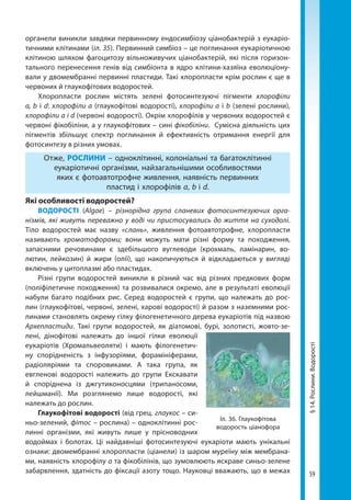 59
§14.Рослини.Водорості
органели виникли завдяки первинному ендосимбіозу ціанобактерій з еукаріо-
тичними клітинами (іл. 35). Первинний симбіоз – це поглинання еукаріотичною
клітиною шляхом фагоцитозу вільноживучих ціанобактерій, які після горизон-
тального перенесення генів від симбіонта в ядро клітини-хазяїна еволюціону-
вали у двомембранні первинні пластиди. Такі хлоропласти крім рослин є ще в
червоних й глаукофітових водоростей.
Хлоропласти рослин містять зелені фотосинтезуючі пігменти хлорофіли
а, b i d: хлорофіли a (глаукофітові водорості), хлорофіли a і b (зелені рослини),
хлорофіли a і d (червоні водорості). Окрім хлорофілів у червоних водоростей є
червоні фікобіліни, а у глаукофітових – сині фікобіліни. Сумісна діяльність цих
пігментів збільшує спектр поглинання й ефективність отримання енергії для
фотосинтезу в різних умовах.
Отже, РОСЛИНИ – одноклітинні, колоніальні та багатоклітинні
еукаріотичні організми, найзагальнішими особливостями
яких є фотоавтотрофне живлення, наявність первинних
пластид і хлорофілів a, b і d.
Які особливості водоростей?
ВОДОРОСТІ (Algae) – різнорідна група сланевих фотосинтезуючих орга-
нізмів, які живуть переважно у воді чи пристосувались до життя на суходолі.
Тіло водоростей має назву «слань», живлення фотоавтотрофне, хлоропласти
називають хроматофорами; вони можуть мати різні форму та походження,
запасними речовинами є здебільшого вуглеводи (крохмаль, ламінарин, во-
лютин, лейкозин) й жири (олії), що накопичуються й відкладаються у вигляді
включень у цитоплазмі або пластидах.
Різні групи водоростей виникли в різний час від різних предкових форм
(поліфілетичне походження) та розвивалися окремо, але в результаті еволюції
набули багато подібних рис. Серед водоростей є групи, що належать до рос-
лин (глаукофітові, червоні, зелені, харові водорості) й разом з наземними рос-
линами становлять окрему гілку філогенетичного дерева еукаріотів під назвою
Архепластиди. Такі групи водоростей, як діатомові, бурі, золотисті, жовто-зе-
лені, дінофітові належать до іншої гілки еволюції
еукаріотів (Хромальвеоляти) і мають філогенетич-
ну спорідненість з інфузоріями, форамініферами,
радіоляріями та споровиками. А така група, як
евгленові водорості належить до групи Екскавати
й споріднена із джгутиконосцями (трипаносоми,
лейшманії). Ми розглянемо лише водорості, які
належать до рослин.
Глаукофітові водорості (від грец. глаукос – си-
ньо-зелений, фітос – рослина) – одноклітинні рос-
линні організми, які живуть лише у прісноводних
водоймах і болотах. Ці найдавніші фотосинтезуючі еукаріоти мають унікальні
ознаки: двомембранні хлоропласти (ціанели) із шаром муреїну між мембрана-
ми, наявність хлорофілу а та фікобілінів, що зумовлюють яскраве синьо-зелене
забарвлення, здатність до фіксації азоту тощо. Науковці вважають, що в межах
Іл. 36. Глаукофітова
водорость ціанофора
Право для безоплатного розміщення підручника в мережі Інтернет має
Міністерство освіти і науки України http://mon.gov.ua/ та Інститут модернізації змісту освіти https://imzo.gov.ua
 