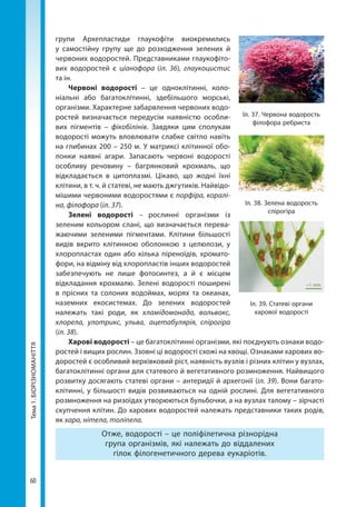 60
Тема1.БІОРІЗНОМАНІТТЯ групи Архепластиди глаукофіти виокремились
у самостійну групу ще до розходження зелених й
червоних водоростей. Представниками глаукофіто-
вих водоростей є ціанофора (іл. 36), глаукоцистис
та ін.
Червоні водорості – це одноклітинні, коло-
ніальні або багатоклітинні, здебільшого морські,
організми. Характерне забарвлення червоних водо-
ростей визначається передусім наявністю особли-
вих пігментів – фікобілінів. Завдяки цим сполукам
водорості можуть вловлювати слабке світло навіть
на глибинах 200 – 250 м. У матриксі клітинної обо-
лонки наявні агари. Запасають червоні водорості
особливу речовину – багрянковий крохмаль, що
відкладається в цитоплазмі. Цікаво, що жодні їхні
клітини, в т. ч. й статеві, не мають джгутиків. Найвідо-
мішими червоними водоростями є порфіра, коралі-
на, філофора (іл. 37).
Зелені водорості – рослинні організми із
зеленим кольором слані, що визначається перева-
жаючими зеленими пігментами. Клітини більшості
видів вкрито клітинною оболонкою з целюлози, у
хлоро­пластах один або кілька піреноїдів, хромато-
фори, на відміну від хлоропластів інших водоростей
забезпечують не лише фотосинтез, а й є місцем
відкладання крохмалю. Зелені водорості поширені
в прісних та солоних водоймах, морях та океанах,
наземних екосистемах. До зелених водоростей
належать такі роди, як хламідомонада, вольвокс,
хлорела, улотрикс, ульва, ацетабулярія, спірогіра
(іл. 38).
Харові водорості – це багатоклітинні організми, які поєднують ознаки водо-
ростей і вищих рослин. Ззовні ці водорості схожі на хвощі. Ознаками харових во-
доростей є особливий верхівковий ріст, наявність вузлів і різних клітин у вузлах,
багатоклітинні органи для статевого й вегетативного розмноження. Найвищого
розвитку досягають статеві органи – антеридії й архегонії (іл. 39). Вони багато-
клітинні, у більшості видів розвиваються на одній рослині. Для вегетативного
розмноження на ризоїдах утворюються бульбочки, а на вузлах талому – зірчасті
скупчення клітин. До харових водоростей належать представники таких родів,
як хара, нітела, толіпела.
Отже, водорості – це поліфілетична різнорідна
група організмів, які належать до віддалених
гілок філогенетичного дерева еукаріотів.
Іл. 37. Червона водорость
філофора ребриста
Іл. 38. Зелена водорость
спірогіра
Іл. 39. Статеві органи
харової водорості
Право для безоплатного розміщення підручника в мережі Інтернет має
Міністерство освіти і науки України http://mon.gov.ua/ та Інститут модернізації змісту освіти https://imzo.gov.ua
 