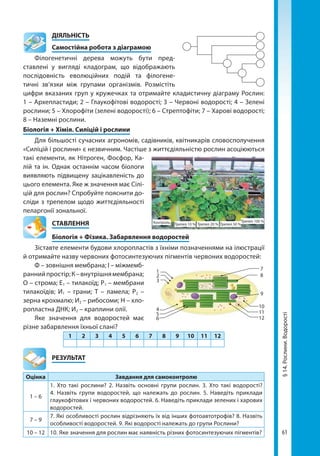 61
§14.Рослини.Водорості
	ДІЯЛЬНІСТЬ
	 Самостійна робота з діаграмою
Філогенетичні дерева можуть бути пред-
ставлені у вигляді кладограм, що відображають
послідовність еволюційних подій та філогене-
тичні зв’язки між групами організмів. Розмістіть
цифри вказаних груп у кружечках та отримайте кладистичну діаграму Рослин:
1 – Архепластиди; 2 – Глаукофітові водорості; 3 – Червоні водорості; 4 – Зелені
рослини; 5 – Хлорофіти (зелені водорості); 6 – Стрептофіти; 7 – Харові водорості;
8 – Наземні рослини.
Біологія + Хімія. Силіцій і рослини
Для більшості сучасних агрономів, садівників, квітникарів словосполучення
«Силіцій і рослини» є незвичним. Частіше з життєдіяльністю рослин асоціюються
такі елементи, як Нітроген, Фосфор, Ка-
лій та ін. Однак останнім часом біологи
виявляють підвищену зацікавленість до
цього елемента. Яке ж значення має Сілі-
цій для рослин? Спробуйте пояснити до-
сліди з трепелом щодо життєдіяльності
пеларгонії зональної.
СТАВЛЕННЯ
Біологія + Фізика. Забарвлення водоростей
Зіставте елементи будови хлоропластів з їхніми позначеннями на ілюстрації
й отримайте назву червоних фотосинтезуючих пігментів червоних водоростей:
Ф – зовнішня мембрана; І – міжмемб-
раннийпростір;К–внутрішнямембрана;
О – строма; Е1 – тилакоїд; Р1 – мембрани
тилакоїдів; И1 – грани; Т – ламела; Р2 –
зерна крохмалю; И2 – рибосоми; Н – хло-
ропластна ДНК; И2 – краплини олії.
Яке значення для водоростей має
різне забарвлення їхньої слані?
1 2 3 4 5 6 7 8 9 10 11 12
	РЕЗУЛЬТАТ
Оцінка Завдання для самоконтролю
1 – 6
1. Хто такі рослини? 2. Назвіть основні групи рослин. 3. Хто такі водорості?
4.  Назвіть групи водоростей, що належать до рослин. 5. Наведіть приклади
глау­кофітових і червоних водоростей. 6. Наведіть приклади зелених і харових
водоростей.
7 – 9
7. Які особливості рослин відрізняють їх від інших фотоавтотрофів? 8. Назвіть
особ­ливості водоростей. 9. Які водорості належать до групи Рослини?
10 – 12 10. Яке значення для рослин має наявність різних фотосинтезуючих пігментів?
Контроль Трепел 10 % Трепел 20 % Трепел 50 %
Трепел 100 %
1
2
3
4
5
6
7
9
8
10
11
12
Право для безоплатного розміщення підручника в мережі Інтернет має
Міністерство освіти і науки України http://mon.gov.ua/ та Інститут модернізації змісту освіти https://imzo.gov.ua
 
