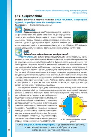 62
Тема1.БІОРІЗНОМАНІТТЯ І стеблинка трави гідна великого світу, в якому вона росте.
Рабіндранат Тагор
§ 15.	 ВИЩІ РОСЛИНИ
Основні поняття й ключові терміни: ВИЩІ РОСЛИНИ. Мохоподібні.
Судинні спорові рослини. Насіннєві рослини.
Пригадайте!	 Хто такі зелені рослини?
	Поміркуйте!
Посидонія океанічна (Posidonia oceanica) – найбіль-
ша рослина у світі, яка росте колоніями на дні Середземно-
го моря неподалік від Балеарських островів. Разом з іншими
морськими травами посідонія утворює підводні луки на гли-
бині від 1 до 50 м. Дослідження однієї з колоній виявили ре-
корди рослинного світу: довжина сягає 8 км, а вік – від 12 000 до 200 000 років.
Цікаво, це водорість чи наземна рослина, яка повернулася до життя у воді?
	ЗМІСТ
	 Які особливості вирізняють вищі рослини?
ВИЩІ РОСЛИНИ, або Ембріофіти (Embryophyta), або наземнірослини, – група
зелених рослин, пристосованих до життя на суходолі. За сучасними уявленнями,
до вищих рослин належать Мохоподібні та Судинні рослини, представлені гру-
пами Судинні спорові та Насіннєві. Ембріофіти походять від прісноводних зеле-
них водоростей, а їхніми найближчими сучасними родичами є харові водорості.
Через те у вищих рослин є ознаки, що вказують на спорідненість із водоростями.
Їхні клітинні оболонки побудовані з молекул целюлози, що утворюють каркас,
занурений у матрикс із геміцелюлози й пектинів. Клітинні оболонки, як правило,
прозорі для сонячного світла, дуже стійкі до хімічних й механічних впливів, про-
никні для води й розчинених речовин. У зелених рослин двомембранні пластиди
з хлорофілами а і b, утворюється полісахарид крохмаль, що відкладається про
запас у вигляді зерен у стромі пластид тощо.
Проте умови життя на суші дуже відмінні від умов життя у воді: вони мінли-
віші та різноманітніші. Це стало причиною великих змін у організації наземних
рослин: а) наявність тканин; б) поява вегетативних органів – кореня та пагона,
що здійснюють усі процеси життєдіяльності;
в) ускладнення циклу відтворення. На відміну
від своїх гаплоїдних предків вищі рослини ха-
рактеризується чергуванням в онтогенезі двох
поколінь – нестатевого (гаметофіт) і статевого
(спорофіт). Гаметофітне покоління продукує
гаплоїдні статеві клітини – гамети. Гамети зли-
ваються в зиготу, з якої формується багатоклі-
тинний зародок (ембріон), а згодом і спорофіт.
Нестатеве покоління шляхом мейозу утворює
спори, з яких розвивається гаметофіт (іл. 40).
Отже, ВИЩІ РОСЛИНИ (Ембріофіти) – це багатоклітинні рослини,
в яких наявні тканини, органи та відбувається цикл
відтворення з чергуванням поколінь.
n 2n
Гаметофіт Спорофіт
Запліднення
Мейоз
Зигота
Зародок
Гамети
Спори
Іл. 40. Цикл відтворення вищих
рослин
Право для безоплатного розміщення підручника в мережі Інтернет має
Міністерство освіти і науки України http://mon.gov.ua/ та Інститут модернізації змісту освіти https://imzo.gov.ua
 