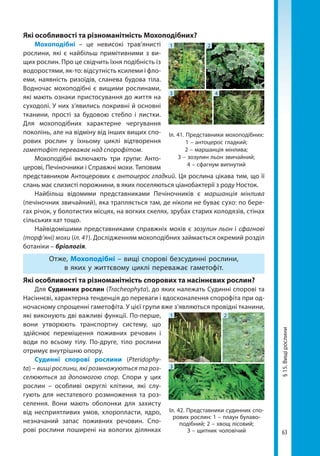 63
§15.Вищірослини
Які особливості та різноманітність Мохоподібних?
Мохоподібні – це невисокі трав’янисті
рослини, які є найбільш примітивними з ви-
щих рослин. Про це свідчить їхня подібність із
водоростями, як-то: відсутність ксилеми і фло-
еми, наявність ризоїдів, сланева будова тіла.
Водночас мохоподібні є вищими рослинами,
які мають ознаки пристосування до життя на
суходолі. У них з’явились покривні й основні
тканини, прості за будовою стебло і листки.
Для мохоподібних характерне чергування
поколінь, але на відміну від інших вищих спо-
рових рослин у їхньому циклі відтворення
гаметофіт переважає над спорофітом.
Мохоподібні включають три групи: Анто-
церові, Печіночники і Справжні мохи. Типовим
представником Антоцерових є антоцерос гладкий. Ця рослина цікава тим, що її
слань має слизисті порожнини, в яких поселяються ціанобактерії з роду Носток.
Найбільш відомими представниками Печіночників є маршанція мінлива
(печіночник звичайний), яка трапляється там, де ніколи не буває сухо: по бере-
гах річок, у болотистих місцях, на вогких скелях, зрубах старих колодязів, стінах
сільських хат тощо.
Найвідомішими представниками справжніх мохів є зозулин льон і сфагнові
(торф’яні) мохи (іл. 41). Дослідженням мохоподібних займається окремий розділ
ботаніки – бріологія.
Отже, Мохоподібні – вищі спорові безсудинні рослини,
в яких у життєвому циклі переважає гаметофіт.
Які особливості та різноманітність спорових та насіннєвих рослин?
Для Судинних рослин (Tracheophyta), до яких належать Судинні спорові та
Насіннєві, характерна тенденція до переваги і вдосконалення спорофіта при од-
ночасному спрощенні гаметофіта. У цієї групи вже з’являються провідні тканини,
які виконують дві важливі функції. По-перше,
вони утворюють транспортну систему, що
здійснює переміщення поживних речовин і
води по всьому тілу. По-друге, тіло рослини
отримує внутрішню опору.
Судинні спорові рослини (Pteridophy-
ta) – вищі рослини, які розмножуються та роз-
селюються за допомогою спор. Спори у цих
рослин – особливі округлі клітини, які слу-
гують для нестатевого розмноження та роз-
селення. Вони мають оболонки для захисту
від несприятливих умов, хлоропласти, ядро,
незначаний запас поживних речовин. Спо-
рові рослини поширені на вологих ділянках
4
1
3
2
Іл. 41. Представники мохоподібних:
1 – антоцерос гладкий;
2 – маршанція мінлива;
3 – зозулин льон звичайний;
4 – сфагнум випнутий
21
3
Іл. 42. Представники судинних спо-
рових рослин: 1 – плаун булаво­
подібний; 2 – хвощ лісовий;
3 – щитник чоловічий
Право для безоплатного розміщення підручника в мережі Інтернет має
Міністерство освіти і науки України http://mon.gov.ua/ та Інститут модернізації змісту освіти https://imzo.gov.ua
 