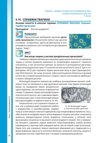 66
Тема1.БІОРІЗНОМАНІТТЯ Тварини – продукт історичної послідовності змін,
що були найкращими у свій час.
Р. Докінз
§ 16.	 СПРАВЖНІ ТВАРИНИ
Основні поняття й ключові терміни: СПРАВЖНІ ТВАРИНИ. Тварино­
подібні організми.
Пригадайте! 	 Хто такі еукаріоти?
	Поміркуйте!
Одноклітинний амебоїдний організм хриза-
меба промениста (Chry­samoeba radians) має джгутик
й утворює псевдоніжки, здатна до фагоцитозу й гете-
ротрофного живлення, але її не відносять до справжніх
тварин. Чому?
	ЗМІСТ
	 Яке місце тварин у системі еукаріотичних організмів?
Найбільш інформативними для науковців щодо визначення місця справжніх
тварин у системі еукаріотів виявилися не гетеротрофне живлення і наявність
глікокаліксу, а такі цитологічні критерії, як кількість й розташування джгутиків,
форма мітохондріальних крист. У сучасній системі органічного світу (С. Едл із спі-
вавторами, 2012) для справжніх тварин визначили місце в групі Задньоджгути-
кові (Опістоконта). Ця назва позначає заднє розташування джгутика в рухомій
клітині (як у сперматозоонів більшості тварин), тоді як інші еукаріоти здебільшо-
го мають передній джгутик.
Мітохондрії еукаріотів належать до найбільш консервативних органел, особ­
ливості яких не змінюються в ході адаптивної еволюції, тому будова мітохондрій
вказує на походження певної еукаріотичної
групи надійніше, ніж анатомічні чи фізіологічні
ознаки. У справжніх тварин мітохондріїмають
пластинчасті кристи, що є важливою відмін-
ністю від інших груп, у яких мітохондрії можуть
мати дископодібні чи трубчасті кристи (іл. 44).
Хлоропластів у всіх справжніх тварин не-
має, але в окремих видів поширений симбіоз
з водоростями й ціанобактеріями, завдяки
чому ці істоти можуть повністю відмовитись від гетеротрофного живлення. Так, у
гідри зеленої в ентодермі живуть зелені водорості хлорела звичайна, конволюта
живиться, використовуючи зелену водорость платимонас, у клітинах елізії
функціонують хлоропласти від жовто-зеленої водорості вошерії. Але у переваж-
ної більшості справжніх тварин живлення хемогетеротрофне, наявне активне
переміщення у просторі (або упродовж життя, або на певній стадії онтогенезу).
Окрім того, для справжніх тварин характерні обмежений ріст, подразливість у
формі рефлексів, відсутність клітинної оболонки, запасання глікогену, наявність
зародкових листків, стадій бластули і гаструли в зародковому розвитку.
Іл. 44. Мітохондрії тварин
із пластинчастими кристами
Право для безоплатного розміщення підручника в мережі Інтернет має
Міністерство освіти і науки України http://mon.gov.ua/ та Інститут модернізації змісту освіти https://imzo.gov.ua
 