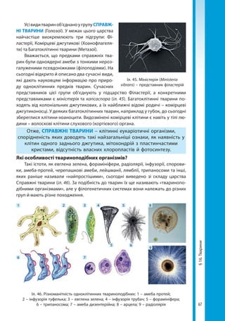67
§16.Тварини
Усівидитвариноб’єднаноугрупуСПРАВЖ­
НІ ТВАРИНИ (Голозої). У межах цього царства
найчастіше виокремлюють три підгрупи: Фі-
ластерії, Комірцеві джгутикові (Хоанофлагеля-
ти) та Багатоклітинні тварини (Метазої).
Вважається, що предками справжніх тва-
рин були одноядерні амеби з тонкими нероз-
галуженими псевдоніжками (філоподіями). На
сьогодні відкрито й описано два сучасні види,
які дають науковцям інформацію про приро-
ду одноклітинних предків тварин. Сучасних
представників цієї групи об’єднують у підцарство Філастерії, а конкретними
представниками є міністерія та капсаспора (іл. 45). Багатоклітинні тварини по-
ходять від колоніальних джгутикових, а їх найближчі відомі родичі – комірцеві
джгутиконосці. У деяких багатоклітинних тварин, наприклад у губок, до сьогодні
збереглися клітини-хоаноцити. Видозмінені комірцеві клітини є навіть у тілі лю-
дини – волоскові клітини слухового (кортієвого) органа.
Отже, СПРАВЖНІ ТВАРИНИ – клітинні еукаріотичні організми,
спорідненість яких доводять такі найзагальніші ознаки, як наявність у
клітин одного заднього джгутика, мітохондрій з пластинчастими
кристами, відсутність власних хлоропластів й фотосинтезу.
Які особливості твариноподібних організмів?
Такі істоти, як евглена зелена, форамініфери, радіолярії, інфузорії, спорови-
ки, амеба-протей, черепашкові амеби, лейшманії, лямблії, трипаносоми та інші,
яких раніше називали «найпростішими», сьогодні виведено зі складу царства
Справжні тварини (іл. 46). За подібність до тварин їх ще називають «тваринопо-
дібними організмами», але у філогенетичних системах вони належать до різних
груп й мають різне походження.
Іл. 45. Міністерія (Ministeria
vibrans) – представник філастерій
Іл. 46. Різноманітність одноклітинних твариноподібних: 1 – амеба протей;
2 – інфузорія туфелька; 3 – евглена зелена; 4 – інфузорія трубач; 5 – форамініфера;
6 – трипаносома; 7 – амеба дизентерійна; 8 – арцела; 9 – радіолярія
1 2 3 4 5 8
6 7
5 6
9
Право для безоплатного розміщення підручника в мережі Інтернет має
Міністерство освіти і науки України http://mon.gov.ua/ та Інститут модернізації змісту освіти https://imzo.gov.ua
 