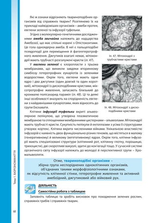 68
Тема1.БІОРІЗНОМАНІТТЯ Які ж ознаки відрізняють твариноподібних ор-
ганізмів від справжніх тварин? Розглянемо їх на
прикладі найвідоміших організмів – амеби протея,
евглени зеленої та інфузорії туфельки.
Згідно з молекулярно-генетичними досліджен-
нями амеба звичайна належить до надцарства
Амебозої, що має спільні корені з Опістоконтами.
Це гола одноядерна амеба. В неї є пальцеподібні
псевдоподії для переміщення й фагогетеротроф-
ного живлення. Джгутиків взагалі немає, мітохон-
дрії мають трубчасті розгалужені кристи (іл. 47).
У евглени зеленої є хлоропласти з трьома
мембранами, що виникли завдяки вторинному
симбіозу гетеротрофних еукаріотів із зеленими
водоростями. Окрім того, евглени мають одне
ядро і два джгутики (один довгий та один корот-
кий), мітохондрії із дископодібними кристами, мік-
сотротрофне живлення, запасають близький до
крохмалю полісахарид параміл (іл. 48). Ці та деякі
інші особливості вказують на спорідненість евгле-
ни з найдавнішими еукаріотами, яких відносять до
групи Екскавати.
Клітини інфузорії туфельки вкриті альвео-
лярною пелікулою, що утворена плазматичною
мембраною та сплощеними мембранними цистернами – альвеолами. Мітохондрії
мають трубчасті кристи. Сукупність пелікули й ектоплазми з усіма її структурами
утворює кортекс. Клітина вкрита численними війками. Унікальною властивістю
інфузорій є наявність двох функціонально різних геномів, що містяться в малому
(генеративному) й великому (вегетативному) ядрах. Окрім того, клітини інфузо-
рії мають спеціалізовані структури (клітинний рот, клітинну глотку, порошицю,
трихоцисти), дві скоротливі вакуолі, здатні до кон’югації тощо. У сучасній системі
органічного світу інфузорії належать до молодої й перспективної групи – Хро-
мальвеоляти.
Отже, твариноподібні організми –
збірна група неспоріднених одноклітинних організмів,
об’єднаних такими морфофізіологічними ознаками,
як відсутність клітинної стінки, гетеротрофне живлення та активний
амебоїдний, джгутиковий або війковий рух.
	ДІЯЛЬНІСТЬ
	 Самостійна робота з таблицею
Заповніть таблицю та зробіть висновок про походження зелених рослин,
справжніх грибів і справжніх тварин.
Іл. 47. Мітохондрії з
трубчастими кристами
Іл. 48. Мітохондрії з диско­
подібними кристами
Право для безоплатного розміщення підручника в мережі Інтернет має
Міністерство освіти і науки України http://mon.gov.ua/ та Інститут модернізації змісту освіти https://imzo.gov.ua
 