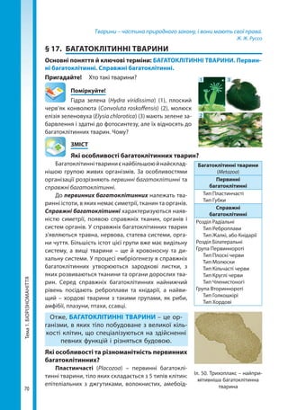 70
Тема1.БІОРІЗНОМАНІТТЯ Тварини – частина природного закону, і вони мають свої права.
Ж. Ж. Руссо
§ 17.	 БАГАТОКЛІТИННІ ТВАРИНИ
Основні поняття й ключові терміни: БАГАТОКЛІТИННІ ТВАРИНИ. Первин­
ні багатоклітинні. Справжні багатоклітинні.
Пригадайте! 	 Хто такі тварини?
	Поміркуйте!
Гідра зелена (Hydra viridissima) (1), плоский
черв’як конволюта (Convoluta roskoffensis) (2), молюск
елізія зеленовуха (Elysia chlorotica) (3) мають зелене за-
барвлення і здатні до фотосинтезу, але їх відносять до
багатоклітинних тварин. Чому?
	ЗМІСТ
	Які особливості багатоклітинних тварин?
Багатоклітиннітвариниєнайбільшоюйнайсклад-
нішою групою живих організмів. За особливостями
організації розрізняють первинні багатоклітинні та
справжні багатоклітинні.
До первинних багатоклітинних належать тва-
ринні істоти, в яких немає симетрії, тканин та органів.
Справжні багатоклітинні характеризуються наяв-
ністю симетрії, появою справжніх тканин, органів і
систем органів. У справжніх багатоклітинних тварин
з'являються травна, нервова, статева системи, орга-
ни чуття. Більшість істот цієї групи вже має видільну
систему, а вищі тварини – ще й кровоносну та ди-
хальну системи. У процесі ембріогенезу в справжніх
багатоклітинних утворюються зародкові листки, з
яких розвиваються тканини та органи дорослих тва-
рин. Серед справжніх багатоклітинних найнижчий
рівень посідають реброплави та кнідарії, а найви-
щий – хордові тварини з такими групами, як риби,
амфібії, плазуни, птахи, ссавці.
Отже, БАГАТОКЛІТИННІ ТВАРИНИ – це ор-
ганізми, в яких тіло побудоване з великої кіль-
кості клітин, що спеціалізуються на здійсненні
певних функцій і різняться будовою.
Які особливості та різноманітність первинних
багатоклітинних?
Пластинчасті (Placozoa) – первинні багатоклі-
тинні тварини, тіло яких складається з 5 типів клітин:
епітеліальних з джгутиками, волокнистих, амебоїд-
Багатоклітинні тварини
(Metazoa)
Первинні
багатоклітинні
Тип Пластинчасті
Тип Губки
Справжні
багатоклітинні
Розділ Радіальні
Тип Реброплави
Тип Жалкі, або Кнідарії
Розділ Білатеральні
Група Первиннороті
Тип Плоскі черви
Тип Молюски
Тип Кільчасті черви
Тип Круглі черви
Тип Членистоногі
Група Вториннороті
Тип Голкошкірі
Тип Хордові
Іл. 50. Трихоплакс – найпри-
мітивніша багатоклітинна
тварина
1
2
3
Право для безоплатного розміщення підручника в мережі Інтернет має
Міністерство освіти і науки України http://mon.gov.ua/ та Інститут модернізації змісту освіти https://imzo.gov.ua
 