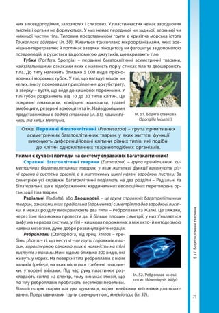 71
§17.Багатоклітиннітварини
них з псевдоподіями, залозистих і слизових. У пластинчастих немає зародкових
листків і органи не формуються. У них немає передньої чи задньої, верхньої чи
нижньої частин тіла. Типовим представником групи є крихітна морська істота
Трихоплакс адгеренс (іл. 50). Живиться трихоплакс мікроорганізмами, яких зов-
нішньо перетравлює й поглинає завдяки піноцитозу чи фагоцитує за допомогою
псевдоподій, а рухається за допомогою джгутиків, що вкривають тіло.
Губки (Porifera, Spongia) – первинні багатоклітинні асиметричні тварини,
найзагальнішими ознаками яких є наявність пор у стінках тіла та двошаровість
тіла. До типу належить близько 5 000 видів прісно-
водних і морських губок. У тілі, що нагадує мішок чи
келих, знизу є основа для прикріплення до субстрату,
а зверху – вустя, що веде до кишкової порожнини. У
тілі губок розрізняють від 10 до 20 типів клітин. Це
покривні пінакоцити, комірцеві хоаноцити, травні
амебоцити, резервні археоцити та ін. Найвідомішими
представниками є бодяга ставкова (іл. 51), кошик Ве-
нери та келих Нептуна.
Отже, Первинні багатоклітинні (Prometazoa) – група примітивних
асиметричних багатоклітинних тварин, у яких життєві функції
виконують диференційовані клітини різних типів, які подібні
до клітин одноклітинних твариноподібних організмів.
Якими є сучасні погляди на систему справжніх багатоклітинних?
Справжні багатоклітинні тварини (Eumetazoa) – група примітивних си-
метричних багатоклітинних тварин, у яких життєві функції виконують різ-
ні органи й системи органів, а в життєвому циклі наявні зародкові листки. За
симетрією усі справжні багатоклітинні поділяють на два розділи – Радіальні та
Білатеральні, що є відображенням кардинальних еволюційних перетворень ор-
ганізації тіла тварин.
Радіальні (Radiata), або Двошарові, – це група справжніх багатоклітинних
тварин, ознаками яких є радіальна (променева) симетрія та два зародкові лист-
ки. У межах розділу виокремлюють два типи – Реброплави та Жалкі. Це хижаки,
через їхнє тіло можна провести дві й більше площин симетрії, у них з’являється
дифузна нервова система, у тілі – кишкова порожнина, а між екто- й ентодермою
наявна мезоглея, дуже добре розвинута регенерація.
Реброплави (Ctenophora, від грец. ktenos – гре-
бінь, phoros – ті, що несуть) – це група справжніх тва-
рин, характерною ознакою яких є наявність на тілі
виступів з війками. Нині відомо близько 200 видів, які
живуть у морях. На поверхні тіла реброплавів є вісім
валиків (ребер), на яких містяться гребневі пластин-
ки, утворені війками. Під час руху пластинки роз-
кладають світло на спектр, тому виникає ілюзія, що
по тілу реброплавів пробігають веселкові переливи.
Більшість цих тварин має два щупальця, вкриті клейкими клітинами для полю-
вання. Представниками групи є венерин пояс, мнеміопсис (іл. 52).
Іл. 51. Бодяга ставкова
(Spongilla lacustris)
Іл. 52. Реброплав мнемі­
опсис (Mnemiopsis leidyi)
Право для безоплатного розміщення підручника в мережі Інтернет має
Міністерство освіти і науки України http://mon.gov.ua/ та Інститут модернізації змісту освіти https://imzo.gov.ua
 