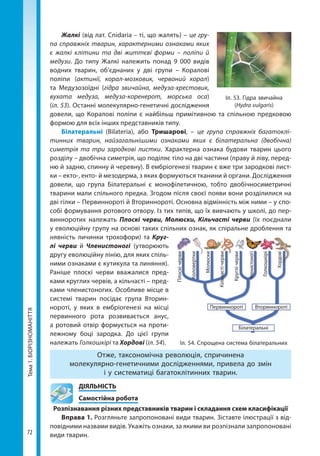 72
Тема1.БІОРІЗНОМАНІТТЯ Жалкі (від лат. Cnidaria – ті, що жалять) – це гру-
па справжніх тварин, характерними ознаками яких
є жалкі клітини та дві життєві форми – поліпи й
медузи. До типу Жалкі належить понад 9  000 видів
водних тварин, об’єднаних у дві групи  – Коралові
поліпи (актинії, корал-мозковик, червоний корал)
та Медузозоїдні (гідра звичайна, медуза-хрестовик,
вухата медуза, медуза-коренерот, морська оса)
(іл. 53). Останні молекулярно-генетичні дослідження
довели, що  Коралові поліпи є найбільш примітивною та спільною предковою
формою для всіх інших представників типу.
Білатеральні (Bilateria), або Тришарові, – це група справжніх багатоклі-
тинних тварин, найзагальнішими ознаками яких є білатеральна (двобічна)
симетрія та три зародкові листки. Характерна ознака будови тварин цього
розділу – двобічна симетрія, що поділяє тіло на дві частини (праву й ліву, перед­
ню й задню, спинну й черевну). В ембріогенезі тварин є вже три зародкові лист-
ки – екто-, енто- й мезодерма, з яких формуються тканини й органи. Дослідження
довели, що група Білатеральні є монофілетичною, тобто двобічносиметричні
тварини мали спільного предка. Згодом після своєї появи вони розділилися на
дві гілки – Первиннороті й Вториннороті. Основна відмінність між ними – у спо-
собі формування ротового отвору. Із тих типів, що їх вивчають у школі, до пер-
винноротих належать Плоскі черви, Молюски, Кільчасті черви (їх поєднали
у еволюційну групу на основі таких спільних ознак, як спіральне дроблення та
нявність личинки трохофори) та Круг-
лі черви й Членистоногі (утворюють
другу еволюційну лінію, для яких спіль-
ними ознаками є кутикула та линяння).
Раніше плоскі черви вважалися пред-
ками круглих червів, а кільчасті – пред-
ками членистоногих. Особливе місце в
системі тварин посідає група Вторин-
нороті, у яких в ембріогенезі на місці
первинного рота розвивається анус,
а ротовий отвір формується на проти-
лежному боці зародка. До цієї групи
належать Голкошкірі та Хордові (іл. 54).
Отже, таксономічна революція, спричинена
молекулярно-генетичними дослідженнями, привела до змін
і у систематиці багатоклітинних тварин.
	ДІЯЛЬНІСТЬ
	 Самостійна робота
Розпізнавання різних представників тварин і складання схем класифікації
Вправа 1. Розгляньте запропоновані види тварин. Зіставте ілюстрації з від-
повідними назвами видів. Укажіть ознаки, за якими ви розпізнали запропоновані
види тварин.
Іл. 53. Гідра звичайна
(Hydra vulgaris)
Іл. 54. Спрощена система білатеральних
Плоскічерви
Коловертки
Первиннороті Вториннороті
Білатеральні
Молюски
Кільчастічерви
Круглічерви
Голкошкірі
Членистоногі
Хордові
Право для безоплатного розміщення підручника в мережі Інтернет має
Міністерство освіти і науки України http://mon.gov.ua/ та Інститут модернізації змісту освіти https://imzo.gov.ua
 