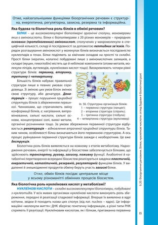 85
§20.Біоорганічніречовини.Білки,нуклеїновікислоти:оглядбудовийбіологічноїролі
Отже, найзагальнішими функціями біоорганічних речовин є структур-
на, енергетична, регуляторна, захисна, резервна та інформаційна.
Яка будова та біологічна роль білків в обміні речовин?
БІЛКИ – це високомолекулярні біополімерні органічні сполуки, мономерами
яких є амінокислоти. Білки є біополімерами з 20 різних мономерів – природних
основних (протеїногенних) амінокислот, сполучених у макромолекули в спе-
цифічній кількості, складі й послідовності за допомогою пептидних зв’язків. По-
рядок розташування амінокислот у молекулах білків визначається послідовністю
нуклеотидів в генах. Білки поділяють за хімічним складом на прості та складні.
Прості білки (кератин, колаген) побудовані лише з амінокислотних залишків, а
складні (муцин, гемоглобін) містять ще й небілкові компоненти (атоми металів, мо-
лекули ліпідів, вуглеводів, нуклеїнових кислот тощо). Виокремлюють чотири рівні
структури білків: первинну, вторинну,
третинну й четвертинну.
Більшість білків набуває правильної
структури лише в певних умовах сере-
довища. Зі зміною цих умов білок змінює
свою структуру, або денатурує. Дена-
турація – процес порушення природної
структури білків із збереженням первин-
ної. Чинниками, що спричиняють зміну
конформації білків, є: нагрівання, випро-
мінювання, сильні кислоти, сильні ос-
нови, концентровані солі, важкі метали,
органічні розчинники тощо. За умови збереження первинної структури відбу-
вається ренатурація – відновлення втраченої природної структури білків. Та-
ким чином, особливості білка визначаються його первинною структурою. А ось
процес руйнування первинної структури білків завжди є необоротним. Це вже
деструкція.
Біологічна роль білків виявляється на кожному з етапів метаболізму. Надхо-
дження речовин, енергії та інформації у біосистеми забезпечується білками, що
здійснюють транспортну, рухову, захисну, поживну функції. Анаболічні й ка-
таболічні перетворення всередині біосистем реалізуються завдяки пластичній,
енергетичній, каталітичній, резервній, регуляторній функціям білків. У ви-
даленні й знешкодженні продуктів обміну беруть участь захисні білки.
Отже, обмін білків посідає центральне місце
у всьому різноманітті обмінних процесів біосистем.
Яка біологічна роль нуклеїнових кислот у метаболізмі?
НУКЛЕЇНОВІ КИСЛОТИ – складні високомолекулярні біополімери, побудовані
з нуклеотидів. У всіх живих організмах нуклеїнові кислоти виконують роль збе-
реження, передачі й реалізації спадкової інформації. Вперше їх виявлено в ядрі
клітини, звідки й походить назва цих сполук (від лат. nucleos – ядро). Це інфор-
маційні «молекули життя»: ДНК зберігає генетичну інформацію, а різні типи РНК
сприяють її реалізації. Нуклеїновим кислотам, як і білкам, притаманна первинна
Іл. 56. Структурна організація білків:
1 – первинна структура (ланцюг);
2 – вторинна структура (спіраль);
3 – третинна структура (глобула);
4 – четвертинна структура (мультимер)
1 2 3 4
Право для безоплатного розміщення підручника в мережі Інтернет має
Міністерство освіти і науки України http://mon.gov.ua/ та Інститут модернізації змісту освіти https://imzo.gov.ua
 