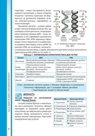 Тема2.ОБМІНРЕЧОВИНІПЕРЕТВОРЕННЯЕНЕРГІЇ
86
структура – певна послідовність розта-
шування нуклеотидів, а також складніші
вторинна і третинна структури, які фор-
муються за допомогою водневих зв'яз-
ків, електростатичних, гідрофобних та
інших взаємодій.
Нуклеїнові кислоти – основні «дійові
особи» синтезу білкових молекул. Все, що
необхідно клітині для життя, запрограмо-
вано в ділянках молекул ДНК – генах. За-
кодована в них інформація реалізується
молекулами РНК: іРНК переписує інфор-
мацію з гена й переносить її на рибосоми,
в утворенні яких беруть участь рРНК. На
молекулі іРНК, як на матриці, синтезуєть-
ся молекула певного білка, а окремі амінокислоти для його синтезу постачаються
транспортною РНК (тРНК) (іл. 57, табл. 1).
Таблиця 1. ПОРІВНЯЛЬНА ХАРАКТЕРИСТИКА ДНК ТА РНК
Ознаки ДНК РНК
Мономери
Дезоксирибонуклеотиди: аденілові,
тимідилові, гуанілові, цитидилові
Рибонуклеотиди: аденілові, уридило-
ві, гуанілові, цитидилові
Склад
нуклеотидів
Нітрогеновмісні основи:
аденін, гуанін, тимін, цитозин.
Вуглевод – дезоксирибоза
Ортофосфатна кислота
Нітрогеновмісні основи:
аденін, гуанін, урацил, цитозин.
Вуглевод – рибоза.
Ортофосфатна кислота
Структура Подвійна спіраль Одинарний ланцюг
Властивості Здатність до реплікації й репарації Нездатні до реплікації й ренатурації
Функції Спадкова
Інформаційна (іРНК), транспортна
(тРНК), структурна (рРНК)
Отже, нуклеїнові кислоти разом з білками зберігають й реалізують
генетичну інформацію, що є основою обміну речовин
і перетворення енергії в біосистемах.
	ДІЯЛЬНІСТЬ
	 Завдання на застосування
знань « Функції білків»
Зіставте названі функції з тими білка-
ми, що їх реалізують. Заповніть таблицю
відповідей та отримайте назву цілого
класу білків, що забезпечують умови для
зсідання білків, витривалість клітин в
умовах високої температури. Підготуйте
повідомлення про ці білки.
Функція білків Приклади білків
1	Пластична
А	 Пепсин, трипсин,
мальтаза
2	Каталітична Е	 Родопсин, йодопсин
3	Регуляторна И	 Казеїн молока
4	Рецепторна
Н	 Актин, міозин, тубу-
лін
5	Захисна О	 Білки клейковини
6	Резервна П	 Інсулін, вазопресин
7	Рухова Р	 Фібрин, антитіла
8	Поживна
Ш	Колаген, кератин,
осеїн
Цитозин Нітроге-
новмісні
основи
Пари
основ
Пентозо-
фосфатна
спіраль
Нітроге-
новмісні
основи
ДНК
Тимін
Аденін
Гуанін
Цитозин
Гуанін
Аденін
Урацил
Нітроге-
новмісні
основи
РНК РНК
Рибону-
клеїнова
кислота
ДНК
Дезокси-
рибонуклеїнова
кислота
Іл. 57. Особливості будови і структури
РНК і ДНК
Право для безоплатного розміщення підручника в мережі Інтернет має
Міністерство освіти і науки України http://mon.gov.ua/ та Інститут модернізації змісту освіти https://imzo.gov.ua
 
