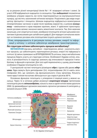 93
§22.Структуриклітин,якізабезпечуютьпроцесиобмінуречовинтаенергії
ну за рахунок різної концентрації йонів Na+
і K+
всередині клітини і ззовні. За
участі АТФ відбуваються ендоцитоз та екзоцитоз. При ендоцитозі плазматична
мембрана утворює вирости, які потім перетворюються на внутрішньоклітинні
пухирці, що містять захоплений клітиною матеріал. Розрізняють два види ендо-
цитозу: фагоцитоз і піноцитоз. Шляхом ендоцитозу відбувається всмоктування
ліпопротеїнових частинок із крові після прийому жирної їжі, а шляхом екзоци-
тозу – вивільнення в кров жирових краплин, жовчі. У здійсненні транспорту-
вання речовин велике значення мають міжклітинні контакти. Так, біля жовчних
канальців, у які секретується жовч, мембрани гепатоцитів зв’язані щільними кон-
тактами й десмосомами для запобігання дифузії. Для передачі сигнальних моле-
кул чи поживних речовин між гепатоцитами існують щілинні контакти.
Отже, впорядкованість й регуляцію потоку речовин, енергії та інфор-
мації у клітину і з клітини забезпечує мембранне транспортування.
Які структури клітини забезпечують процеси метаболізму?
МЕТАБОЛІЗМ (від грец. метаболе – перетворення, зміна) – сукупність хіміч-
них процесів, що забезпечують перетворення речовин, енергії та інформації в
клітині. Ці зміни спрямовані на ВПОРЯДКОВАНІСТЬ клітини, тому в метаболічних
процесах беруть участь усі структури клітини. Особливості будови клітин, кіль-
кість й різноманітність їх структур залежать від інтенсивності процесів її мета-
болізму та функцій в організмі. Для того щоб переконатись у цьому, розглянемо
особливості будови гепатоцитів (іл. 62).
У центральній частині гепатоцита розміщене ядро з одним або двома ядер-
цями. Ядра можуть бути диплоїдними (2n), тетраплоїдними (4n) й навіть окта­
плоїдними (8n), що залежить від функціонального стану організму. Кількість
таких ядер із віком поступово збільшується і до старості досягає 80 %.
Основною функцією гепатоцита є утворення й секреція жовчі у жовчні ка-
нальці. Через те в клітинах добре розвинуті секреторні міхурці. Цитоплазма
гепатоцитів рясніє мітохондріями, кількість яких в одній клітині може досягати
2000. Ці двомембранні органели окиснюють органічні речовини й синтезують у
великій кількості АТФ.
Лізосома
Пероксисома
Мембранні
вип’ячування
Вакуоля
Ядерце
Хроматин
Жирові краплини
Шорстка ендо­
плазматична сітка
Гладка ендоплаз-
матична сітка
Клітинна мембрана
Десмосома
Щілинний контакт
Щільний контакт
Жовчний каналець
Комплекс Гольджі
Мітохондрія
Зерна глікогену
Іл. 62. Будова гепатоцита
Право для безоплатного розміщення підручника в мережі Інтернет має
Міністерство освіти і науки України http://mon.gov.ua/ та Інститут модернізації змісту освіти https://imzo.gov.ua
 
