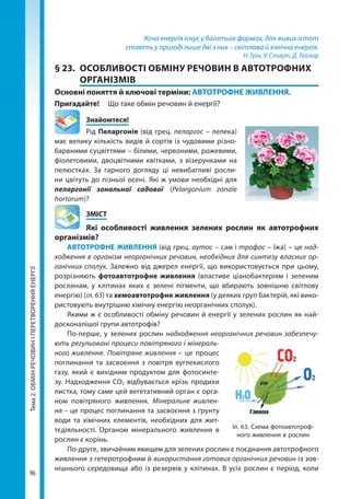 Тема2.ОБМІНРЕЧОВИНІПЕРЕТВОРЕННЯЕНЕРГІЇ
96
Хоча енергія існує у багатьох формах, для живих істот
стають у пригоді лише дві з них – світлова й хімічна енергія.
Н. Грін, У. Стаут, Д. Тейлор
§ 23.	 ОСОБЛИВОСТІ ОБМІНУ РЕЧОВИН В АВТОТРОФНИХ
ОРГАНІЗМІВ
Основні поняття й ключові терміни: АВТОТРОФНЕ ЖИВЛЕННЯ.
Пригадайте!	 Що таке обмін речовин й енергії?
	Знайомтеся!
Рід Пеларгонія (від грец. пеларгос – лелека)
має велику кількість видів й сортів із чудовими різно-
барвними суцвіттями – білими, червоними, рожевими,
фіолетовими, двоцвітними квітками, з візерунками на
пелюстках. За гарного догляду ці невибагливі росли-
ни цвітуть до пізньої осені. Які ж умови необхідні для
пеларгонії зональної садової (Pelargonium zonale
hortorum)?
	ЗМІСТ
	 Які особливості живлення зелених рослин як автотрофних
організмів?
АВТОТРОФНЕ ЖИВЛЕННЯ (від грец. аутос – сам і трофос – їжа) – це над-
ходження в організм неорганічних речовин, необхідних для синтезу власних ор-
ганічних сполук. Залежно від джерел енергії, що використовується при цьому,
розрізняють фотоавтотрофне живлення (властиве ціанобактеріям і зеленим
рослинам, у клітинах яких є зелені пігменти, що вбирають зовнішню світлову
енергію) (іл. 63) та хемоавтотрофне живлення (у деяких груп бактерій, які вико-
ристовують внутрішню хімічну енергію неорганічних сполук).
Якими ж є особливості обміну речовин й енергії у зелених рослин як най­
досконалішої групи автотрофів?
По-перше, у зелених рослин надходження неорганічних речовин забезпечу-
ють регульовані процеси повітряного і мінераль-
ного живлення. Повітряне живлення – це процес
поглинання та засвоєння з повітря вуглекислого
газу, який є вихідним продуктом для фотосинте-
зу. Надходження СО2 відбувається крізь продихи
листка, тому саме цей вегетативний орган є орга-
ном повітряного живлення. Мінеральне живлен-
ня – це процес поглинання та засвоєння з ґрунту
води та хімічних елементів, необхідних для жит-
тєдіяльності. Органом мінерального живлення в
рослин є корінь.
По-друге, звичайним явищем для зелених рослин є поєднання автотрофного
живлення з гетеротрофним й використання готових органічних речовин із зов­
нішнього середовища або із резервів у клітинах. В усіх рослин є період, коли
Іл. 63. Схема фотоавтотроф­
ного живлення в рослин
Право для безоплатного розміщення підручника в мережі Інтернет має
Міністерство освіти і науки України http://mon.gov.ua/ та Інститут модернізації змісту освіти https://imzo.gov.ua
 