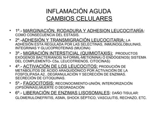 INFLAMACIÓN AGUDA
CAMBIOS CELULARES
• 1º.- MARGINACIÓN, RODADURA Y ADHESION LEUCOCITARÍA:
COMO CONSECUENCIA DEL ESTASIS.
• 2º.-ADHESIÓN Y TRANSMIGRACIÓN LEUCOCITARIA: LA
ADHESIÓN ESTA REGULADA POR LAS SELECTINAS, INMUNOGLOBULINAS,
INTEGRINAS Y GLUCOPROTEINAS (MUCINA)
• 3º.- MIGRACIÓN INTERSTICIAL (QUIMIOTAXIS): PRODUCTOS
EXÓGENOS BACTERIANOS( N-FORMIL-METIONINA) Ó ENDÓGENOS( SISTEMA
DEL COMPLEMENTO- C5a, LEUCOTRIENOS, CITOCINAS)
• 4º.- ACTIVACIÓN DE LOS LEUCOCITOS: PRODUCIÓN DE
METABOLITOS DE ÁCIDO ARAQUIDÓNICO POR ACTIVACIÓN DE LA
FOSFOLIPASA A2.. DEGRANULACIÓN Y SECRECIÓN DE ENZIMAS.
SECRECIÓN DE CITOQUINAS.
• 5º.- FAGOCITOSIS: RECONOCIMIENTO-UNIÓN, INTERIORIZACIÓN
(OPSONINAS),MUERTE O DEGRADACIÓN
• 6º.- LIBERACIÓN DE ENZIMAS LISOSOMALES: DAÑO TISULAR:
GLOMERULONEFRITIS, ASMA, SHOCK SÉPTICO, VASCULITIS, RECHAZO, ETC.
 