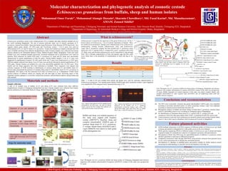 Molecular characterization and phylogenetic analysis of zoonotic cestode
Echinococcus granulosus from buffalo, sheep and human isolates
Mohammad Omer Faruka*, Mohammad Alamgir Hossaina, Sharmin Chowdhurya, Md. Fazal Karimb, Md. Masuduzzamana,
AMAM. Zonaed Siddikia
aDepartment of Pathology and Parasitology, Chittagong Veterinary and Animal Sciences University, Zakir Hossain Road, Khulshi, Chittagong 4225, Bangladesh
bDepartment of Hepatology, Sir Salimullah Medical College and Mitford Hospital, Dhaka, Bangladesh.
*Corresponding email: mofaruk05@yahoo.com
Materials and methods
We are grateful to University Grant Commission of Bangladesh (UGC) to support this study under Higher Education Quality
Enhancement Project (HEQEP) CP-3220. The research was conducted at the Molecular Pathology Lab of Chittagong
Veterinary and Animal Sciences University (CVASU).
Acknowledgements
Results
1. Dinkel, A., Njoroge, EM., Zimmerman, A., Walz, M., Zeyhle, E., Almahdi, IE., Mackenstedt, U and Romig, T. 2004. A PCR system for detection of species and
genotypes of the Echinococcus granulosus-complex, with reference to the epidemiological situation in eastern Africa. International Journal for Parasitology 34:
645–653.
2. Nakao, M., Yanagida, T., Okamoto, M., Knapp, J., Nkouawa, A., Sako, Y., Ito, A. 2010. State-of-the-art Echinococcus and Taenia: phylogenetic taxonomy of
human–pathogenic tapeworms and its application to molecular diagnosis. Infection, Genetics and Evolution 10 (4), 444–452.
3. Richard, KS., Riley, EM., Taylor, DH. and Morris, D.1988. Studies on the effect of short term high dose praziquantel treatment against protoscolices of ovine and
equine Echinococcus granulosus within the cyst and in vitro. Tropical Medicine and Parasitology, 39 (4) :269-272.
4. Singha, bb., Sharmaa, JK., Ghataka, S., Sharmaa, R., Bal, MS., Tuli, A and Gill, JPS.2012. Molecular epidemiology of Echinococcosis from food producing
animals in north India. Veterinary Parasitology 186 (2012) 503– 506.
References
© 2016 Property of Molecular Pathology Lab, Chittagong Veterinary and Animal Sciences University (CVASU), Khulshi-4225, Chittagong, Bangladesh.
Abstract
Echinococcosis is caused by the tapeworm of the genus Echinococcus. Of the 4
known species of Echinococcus, 3 are of zoonotic importance in humans. These
are Echinococcus granulosus, causing cystic echinococcosis (CE); Echinococcus
multilocularis, causing alveolar echinococcosis (AE); and Echinococcus
vogeli. But E. granulosus complex has been divided into E. granulosus sensu
stricto (G1–G3), E. equinus (G4), E. ortleppi (G5), and E. canadensis (G6–G10)
[2]. Both cystic and alveolar echinococcosis can be transmitted to man through
food. This is through contamination of food with parasite eggs and thus could
occur where there is the possibility of contamination of food with dog or fox
faeces.
Fig.3 Schematic presentation of the
structure of Hydatid cyst (Source:
www.southampton.ac.uk)
Live protoscolex
Dead protoscolex
Before staining After staining
Conclusions and recommendations
Fig.4. Agarose electrophoresis of PCR amplified partial
mitochondrial 12S rRNA gene. The lanes M indicate
marker, Lane-S1-S5 DNA samples from different cyst
collected from buffalo, sheep and human.
Collection of cysts from abattoirs located
at Chittagong Metropolitan Area
Separation of cyst and aspiration of
cystic fluid
Collection and preservation of
protoscolex at kreb’s Ringer solution or
Normal saline
Multiple Cysts in sheep liver Multiple Cysts in bullock liver
Determination of viability of protoscolex
under light microscope and 0.1% Eosin
stain [3]
Steps for molecular study
Genomic DNA
extraction
Conventional thermocyclerAgarose gel electrophoresis
Sample
Protoscolexor
germinallayer
Fig. 5. Agarose electrophoresis of the PCR-derived 434 bp
amplicons of the hydatid cyst of E. granulosus
mitochondrial Cytochrome oxidase-1 gene, Lanes: (M)
100 bp DNA ladder, lane2 cattle DNA, lane 3,4- buffalo
DNA, Lane 5- cattle DNA and lane 6,7,8- goat DNA.
Brood
capsule
Cyst
Cyst
Sample collection
A total of 24 hydatid cysts of buffalo (n=15) and sheep (n=9) were collected from three different
slaughterhouses located at Chittagong metropolitan area and 4 human samples were collected from human
patients admitted at Sir Salimullah Medical College, Mitford Hospital, Dhaka, Bangladesh.
PCR reaction mix
a. Primers
b. Gotaq Green
master mix®
c. Template DNA
Species No. of
samples
Positive cases in PCR assay of 12S
rRNA gene
Positive cases in PCR assay
of 12S rRNA gene
Buffalo 15 9 3
Sheep 9 6 0
Human 4 2 0
Fig.6. Phylogenic tree of E. granulosus buffalo and sheep isolates of Chittagong, Bangladesh and reference
sequences with complete mitochondrial G1sequence (AF297617). Isolates of this study were grouped into
G1 strain
Fig.8. Phylogenic tree of E. granulosus buffalo and sheep isolates of Chittagong, Bangladesh and reference
sequences with complete mitochondrial G3 sequence (KJ559023). Isolates of this study were grouped into
G3 strain. Buffalo originated cyst isolated sequences of this study were almost complete identity with
complete mitochondrial G3 strain sequence china (KJ559023) and our neighboring Indian cattle and
Buffalo reference sequences.300
200
100
254
bp
M S1 S2 S3 S4 S5
M L1 L2 L3 L4
500
300
200
100
434 bp
What is echinococcosis?
Echinococcus granulosus causes cystic echinococcosis (CE) in humans and many domestic animals all over
the world including Bangladesh. The aim of present molecular study was to identify genotypes of E.
granulosus isolated from buffalo, sheep and human using Polymerase Chain Reaction (PCR) based tools. Two
separate marker genes namely 12S rRNA gene and Cytochrome oxidase 1 (Cox-1) gene were used for
differentiation of G1, G3 and G5 strains of E. granulosus. Twenty four hydatid cyst samples collected from 504
cases of buffalo and sheep from different slaughterhouses while 4 human samples were collected from human
patients admitted at Sir Salimullah Medical College, Mitford Hospital, Dhaka, Bangladesh. Fertile and viable
hydatid cysts were evaluated through microscopy. Germinal membrane and or protoscoleces were used for
genomic DNA extraction for further PCR assay. E. granulosus G1 strain and G3 strain were successfully
characterized by partial amplification of both the genes. Among buffalo samples, 9 out of 15 cases were
diagnosed by amplification of partial 12S rRNA gene while only 3 cases were found positive in COX1 gene.
With the samples collected from sheep, 6 out of 9 cases were positively detected by partial amplification of 12S
rRNA gene. Among 4 human cyst samples two cysts were successfully amplified with 12S rRNA gene. Three
buffalo and one sheep sequences have been submitted to GenBank. These sequences were aligned with
reference sequence of NCBI resulting in identification of common sheep strain G1 and buffalo strain G3.
Present study documented the presence of common sheep strain G1 and Buffalo strain G3 of E. granulosus in
Bangladesh. This report is the first molecular level study of Echinococcus sp. in Bangladesh. Further whole
genome analyses of different isolates are ongoing and will shed light on many interesting aspect of this
important zoonotic pathogen to reveal their transmission dynamics and distribution patterns among human and
other animals.
Fig.7. Schematic presentation of the life cycle of E. granulosus
which requires dog and other canids as definitive hosts and
livestock as intermediate host to complete its life cycle.
(Source: www.cdc.gov)
Table. 1. A total of 28 cysts isolated from animal and human were used for molecular characterization of
Echinococcus granulosus. Two separate genes namely12SrRNA gene and Cytochrome oxidase 1 gene fragments
were amplified by PCR using previously reported primer pairs [1,4]
Live protoscolex
Agarose gel image
Buffalo and sheep cyst isolated sequences of
this study were aligned with Nepalese
woman (AB979277), Brazilian sheep and
complete mitochondrial 12SrRNA gene of
common sheep strain G1 of E. granulosus.
E. ortleppi, human france (KJ624625) and E.
vogeli (M84670) were drawn as outer group
of this phylogenetic tree.
 The DNA were successfully extracted and partial mitochondrial 12sRNA gene were amplified
according to procedure described earlier [1] while cytochrome oxidase-1 gene were amplified
according to separate protocol mentioned elsewhere [4]
 Phylogenetic analysis of buffalo and sheep isolates revealed that E. granulosus common sheep
strain G1 and buffalo strain G3 are circulating in Chittagong region of Bangladesh
 For identification of Tasmanian sheep strain G2, E. equinus (G4), E. ortleppi (G5) and E.
canadenesis (G6-G10) other gene marker likely NAD1, Cytochrome B and ITS1 can be used.
 Control measures to prevent cystic echinococcosis should be aimed at preventing common sheep
strain G1 due to their massive abundance both in human and livestock in Bangladesh
Future planned activities
 NCBI-GenBank submission of all DNA sequence of different isolates of Echinococcus spp found
in human and animals in Bangladesh for wider public access to the novel datasets
 Whole genome sequencing (WGS) of different isolates of Echinococcus spp of animal and human
originated sample for comprehensive analyses of comparative genomics and transcriptomics
 Development of Real Time PCR assay for rapid differentiation of different E. granulosus strains
and their quantitative expression in different host species
 Comparative proteomics study through SDS-PAGE using proteins extracted from germinal layers
of cyst, scolex and protoscolex to identify the constituent proteins
 Development of a database of candidate genes and proteins suitable for further analyses toward
increasing our understanding of a possible vaccine development in the long run
UV illuminator
Fig. 1. Gross pathological study with examination of cyst
viability
Fig2. PCR assay
steps with their
instruments
photograph
 