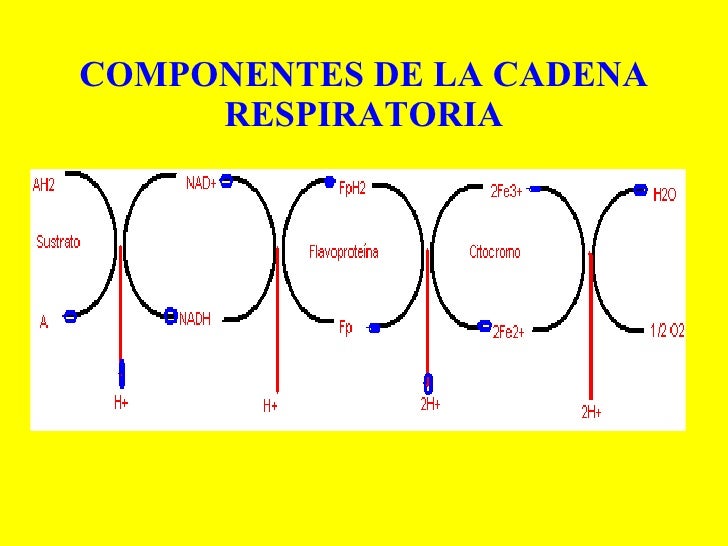 10 cadena respiratoria