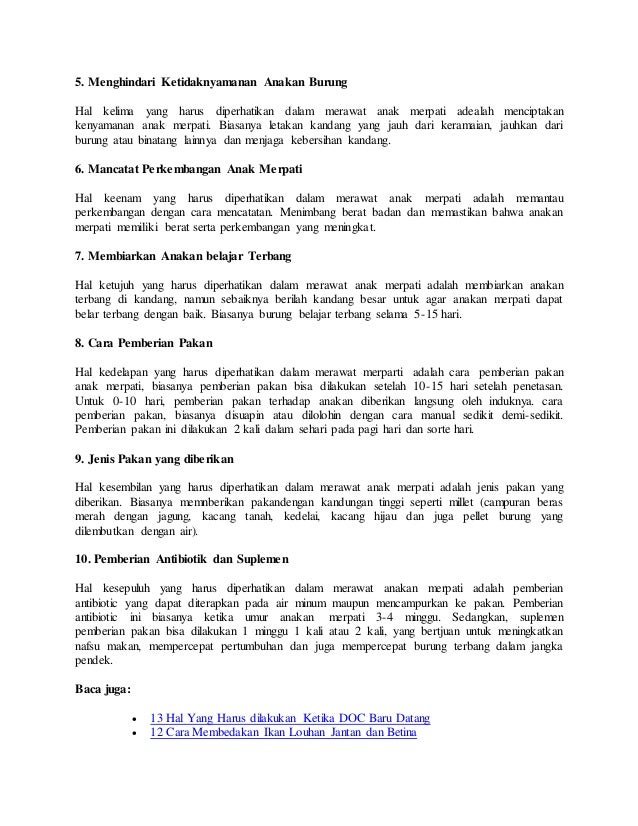 Cara Merawat Burung Anakan Merpati Dengan Tepat