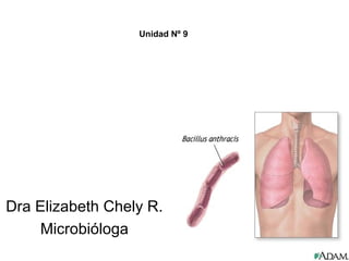 Dra Elizabeth Chely R.
Microbióloga
Unidad Nº 9
 