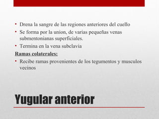 • Drena la sangre de las regiones anteriores del cuello
• Se forma por la union, de varias pequeñas venas
submentonianas superficiales.
• Termina en la vena subclavia
Ramas colaterales:
• Recibe ramas provenientes de los tegumentos y musculos
vecinos

Yugular anterior

 