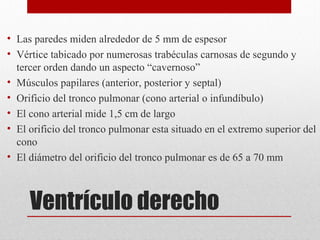 • Las paredes miden alrededor de 5 mm de espesor
• Vértice tabicado por numerosas trabéculas carnosas de segundo y
tercer orden dando un aspecto “cavernoso”
• Músculos papilares (anterior, posterior y septal)
• Orificio del tronco pulmonar (cono arterial o infundíbulo)
• El cono arterial mide 1,5 cm de largo
• El orificio del tronco pulmonar esta situado en el extremo superior del
cono
• El diámetro del orificio del tronco pulmonar es de 65 a 70 mm

Ventrículo derecho

 