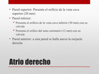 • Pared superior: Presenta el orificio de la vena cava
superior (20 mm)
• Pared inferior:
 Presenta el orificio de la vena cava inferior (30 mm) con su
valvula
 Presenta el orifico del seno coronario (12 mm) con su
valvula

• Pared anterior: a esta pared se halla anexa la orejuela
derecha

Atrio derecho

 