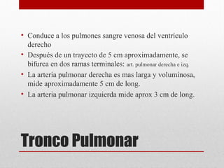 • Conduce a los pulmones sangre venosa del ventrículo
derecho
• Después de un trayecto de 5 cm aproximadamente, se
bifurca en dos ramas terminales: art. pulmonar derecha e izq.
• La arteria pulmonar derecha es mas larga y voluminosa,
mide aproximadamente 5 cm de long.
• La arteria pulmonar izquierda mide aprox 3 cm de long.

Tronco Pulmonar

 
