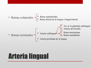 • Ramas colaterales

 Rama suprahioidea
 Rama dorsal de la lengua o lingual dorsal
 Art. p/ la glándula sublingual
 Arteria del frenillo

• Ramas terminales

 Arteria sublingual

 Rama mentoniana
 Rama mandibular

 Arteria profunda de la lengua

Arteria lingual

 