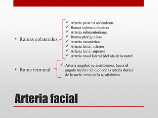 • Ramas colaterales

• Rama terminal










Arteria palatina ascendente
Ramas submandibulares
Arteria submentoniana
Ramas pterigoideas
Arteria maseterica
Arteria labial inferior
Arteria labial superior
Arteria nasal lateral (del ala de la nariz)

 Arteria angular: se anastomosa, hacia el
angulo medial del ojo, con la arteria dorsal
de la nariz, rama de la a. oftalmica

Arteria facial

 