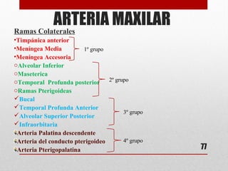 ARTERIA MAXILAR

Ramas Colaterales

•Timpánica anterior
•Meníngea Media
1º grupo
•Meníngea Accesoria
oAlveolar Inferior
oMaseterica
oTemporal Profunda posterior 2º grupo
oRamas Pterigoideas
Bucal
Temporal Profunda Anterior
3º grupo
Alveolar Superior Posterior
Infraorbitaria
Arteria Palatina descendente
4º grupo
Arteria del conducto pterigoideo
Arteria Pterigopalatina

77

 