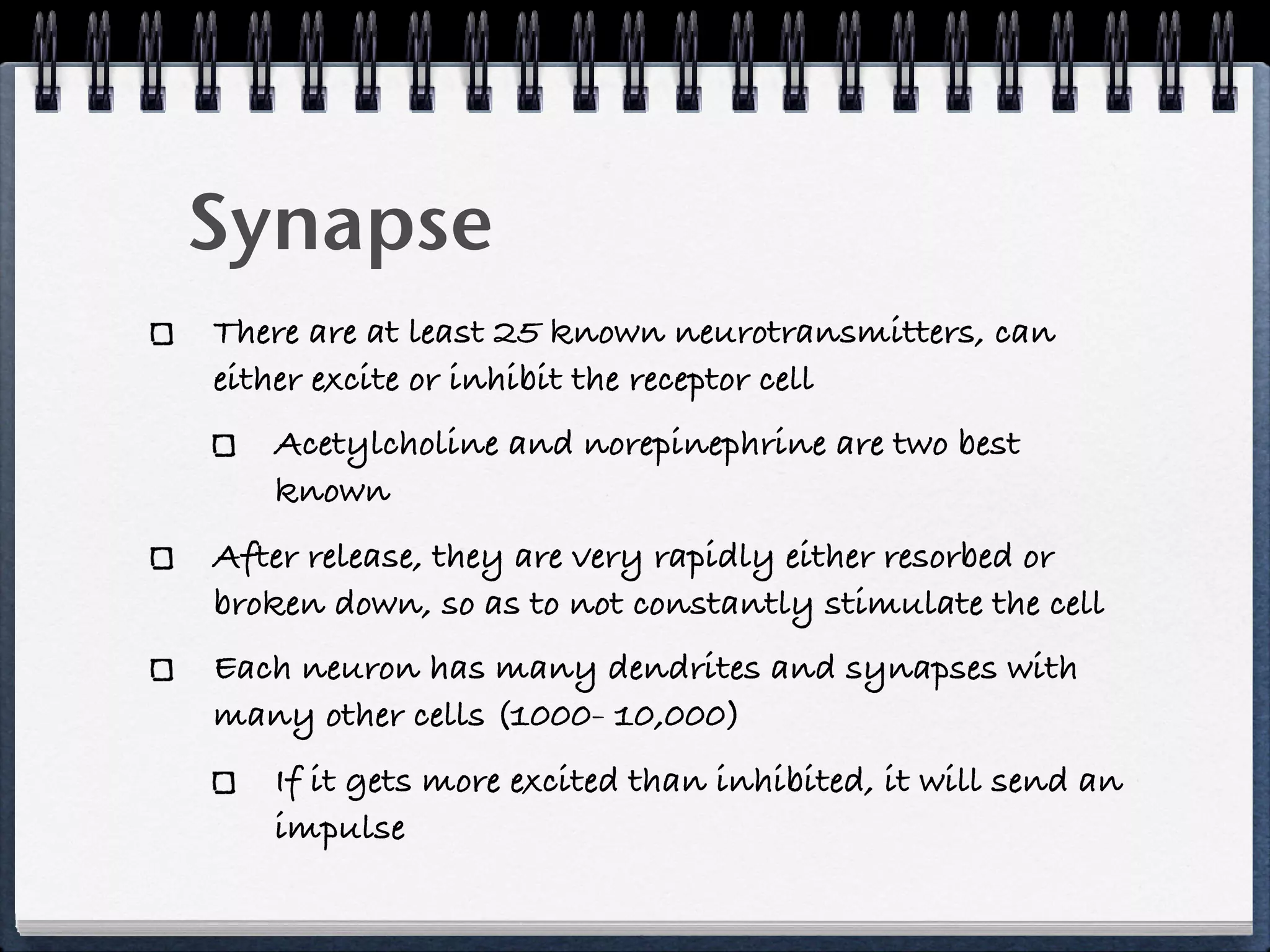 Synapse
There are at least 25 known neurotransmitters, can
either excite or inhibit the receptor cell
   Acetylcholine and norepinephrine are two best
   known
After release, they are very rapidly either resorbed or
broken down, so as to not constantly stimulate the cell
Each neuron has many dendrites and synapses with
many other cells (1000- 10,000)
   If it gets more excited than inhibited, it will send an
   impulse
 