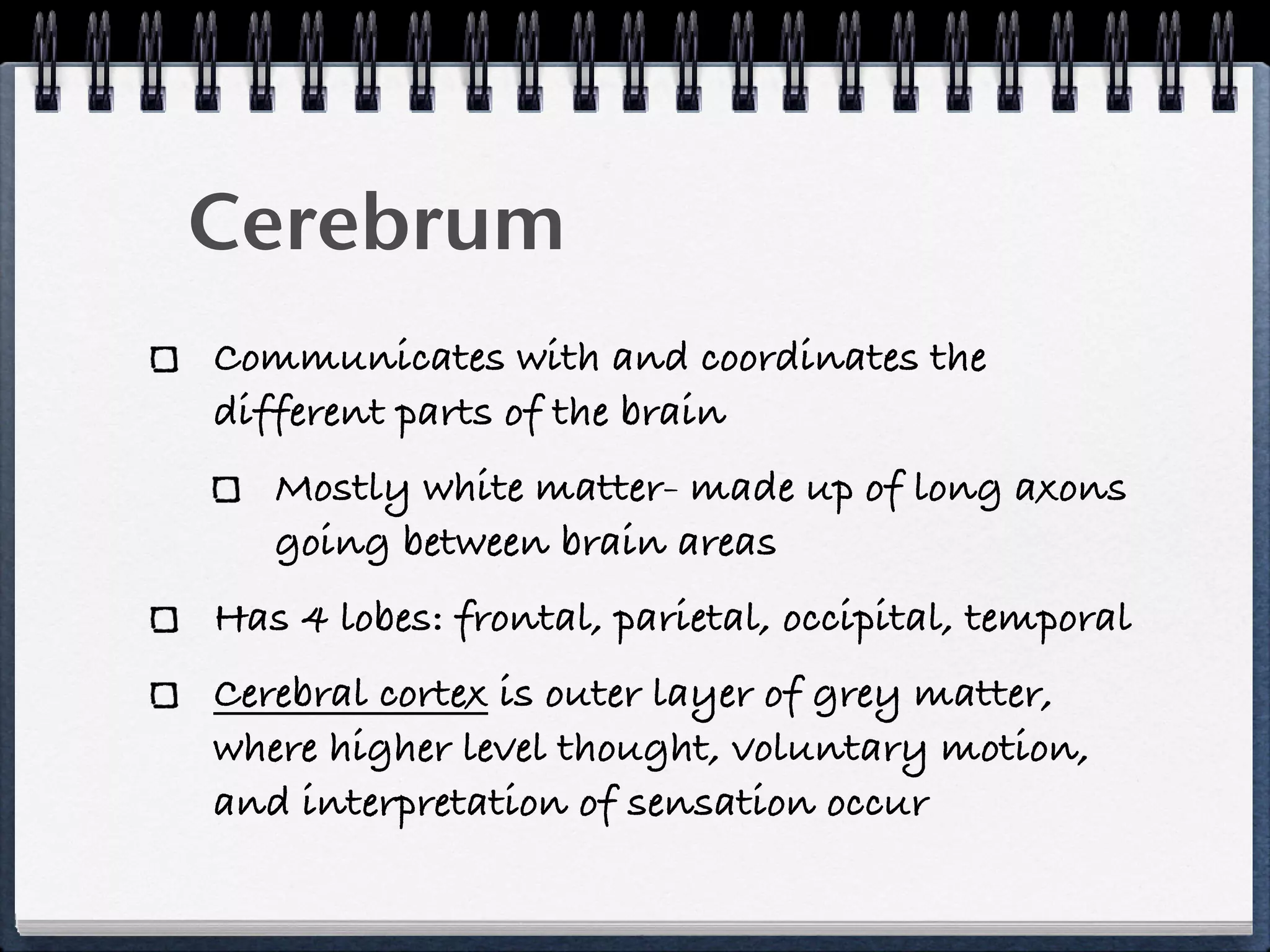 Cerebrum!!
Communicates with and coordinates the
different parts of the brain
   Mostly white matter- made up of long axons
   going between brain areas
Has 4 lobes: frontal, parietal, occipital, temporal
Cerebral cortex is outer layer of grey matter,
where higher level thought, voluntary motion,
and interpretation of sensation occur
 