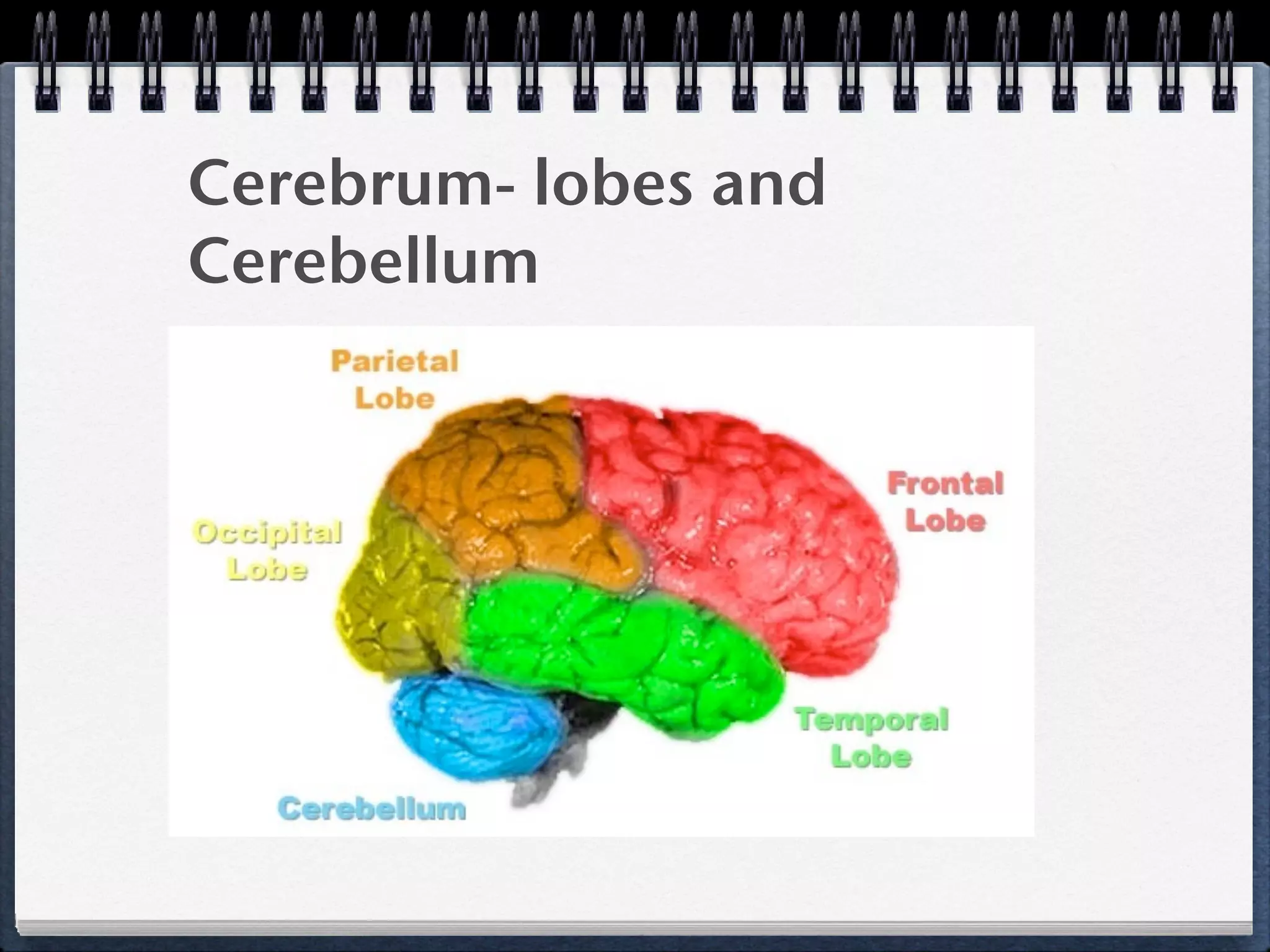 Cerebrum- lobes and
Cerebellum
 