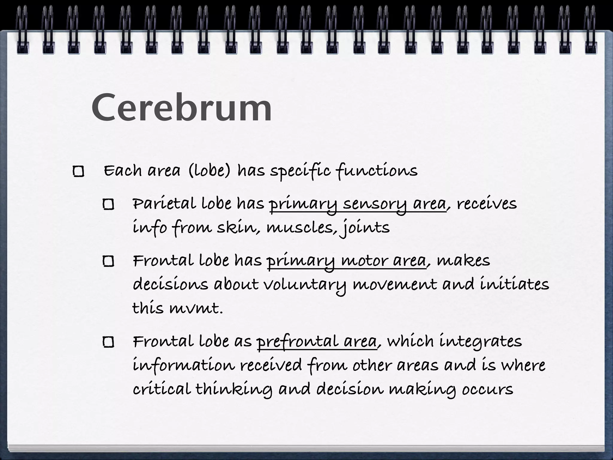 Cerebrum
Each area (lobe) has specific functions
   Parietal lobe has primary sensory area, receives
   info from skin, muscles, joints
   Frontal lobe has primary motor area, makes
   decisions about voluntary movement and initiates
   this mvmt.
   Frontal lobe as prefrontal area, which integrates
   information received from other areas and is where
   critical thinking and decision making occurs
 