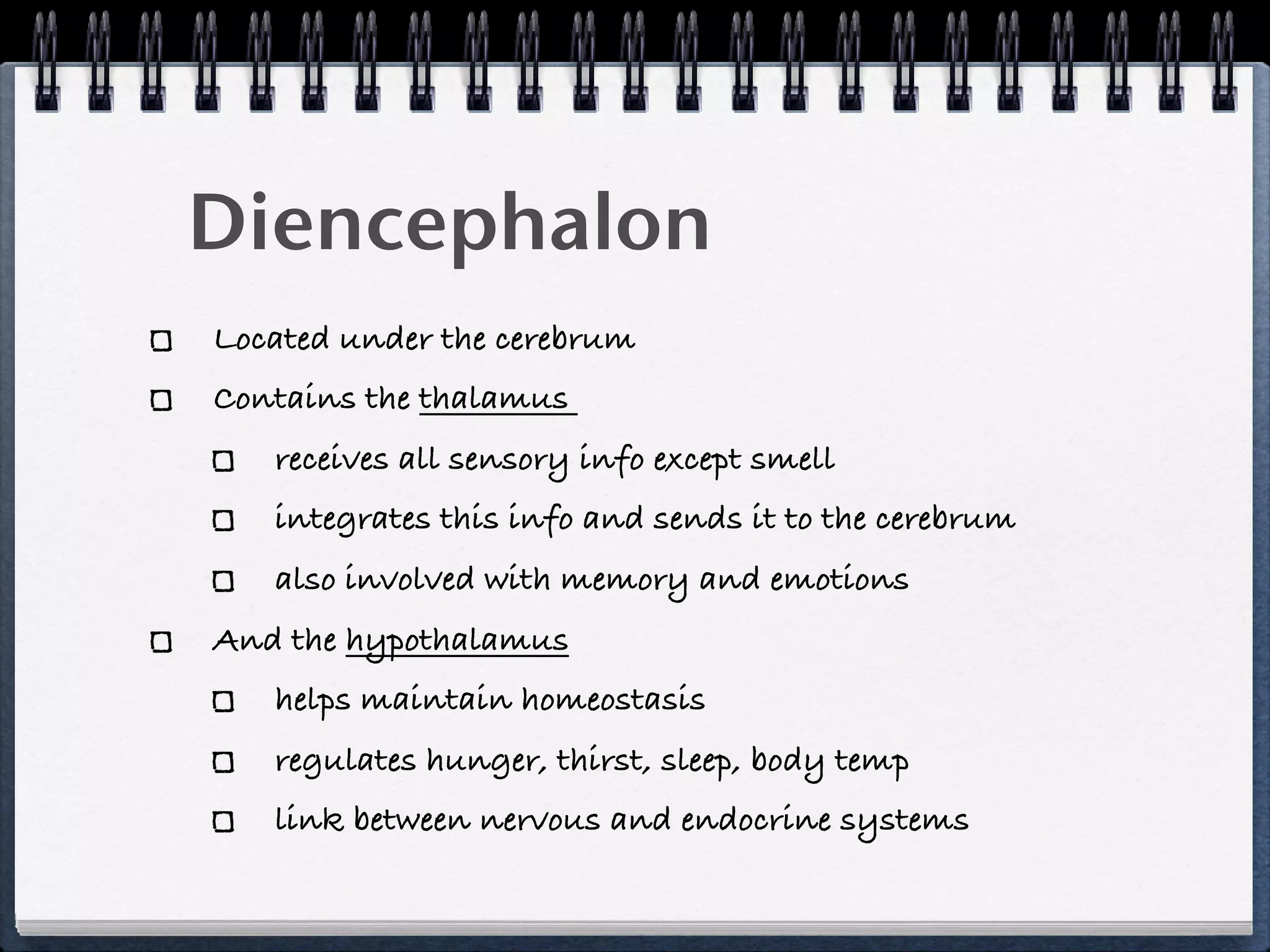 Diencephalon
Located under the cerebrum
Contains the thalamus
   receives all sensory info except smell
   integrates this info and sends it to the cerebrum
   also involved with memory and emotions
And the hypothalamus
   helps maintain homeostasis
   regulates hunger, thirst, sleep, body temp
   link between nervous and endocrine systems
 