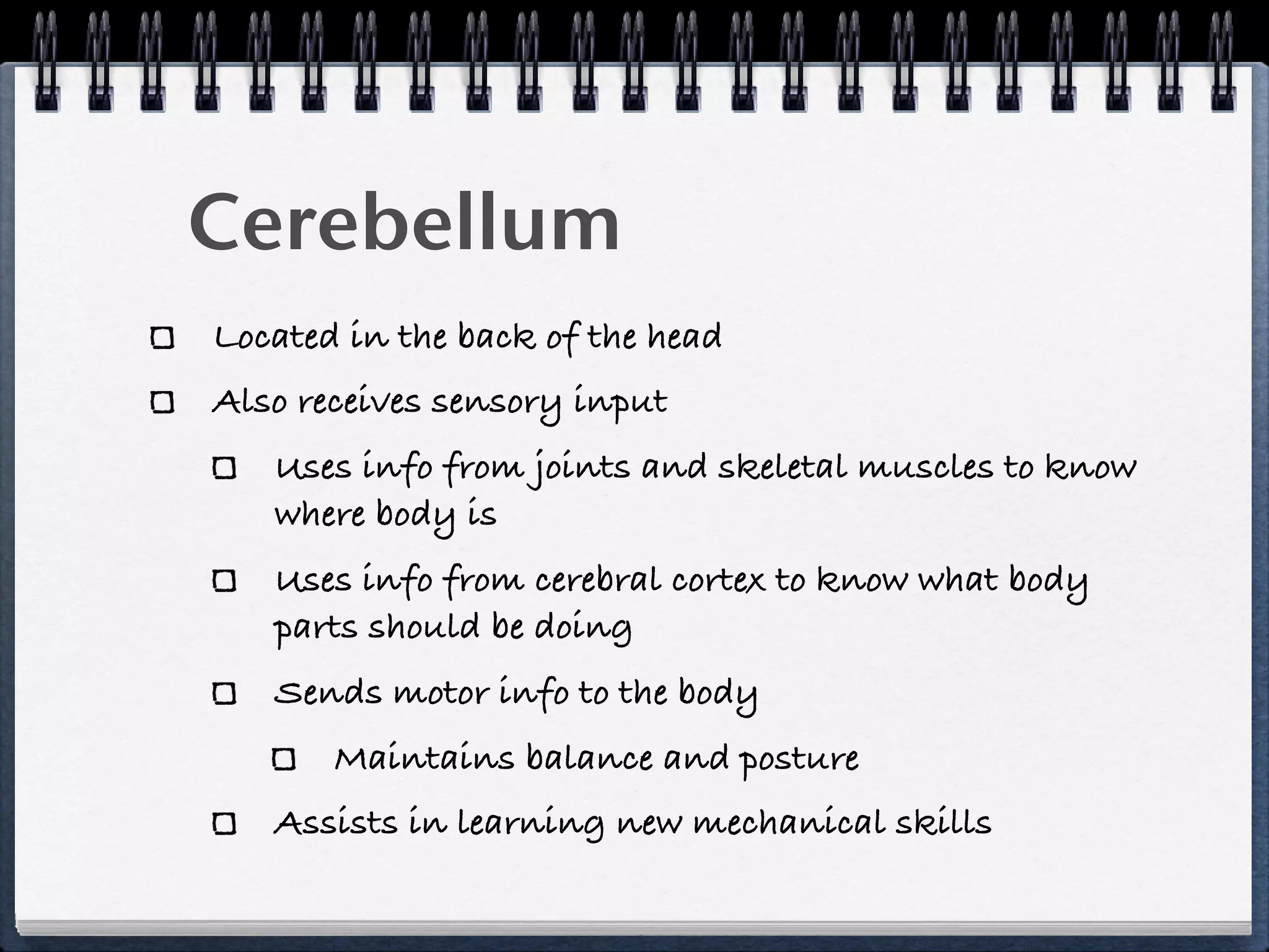 Cerebellum
Located in the back of the head
Also receives sensory input
   Uses info from joints and skeletal muscles to know
   where body is
   Uses info from cerebral cortex to know what body
   parts should be doing
   Sends motor info to the body
       Maintains balance and posture
   Assists in learning new mechanical skills
 