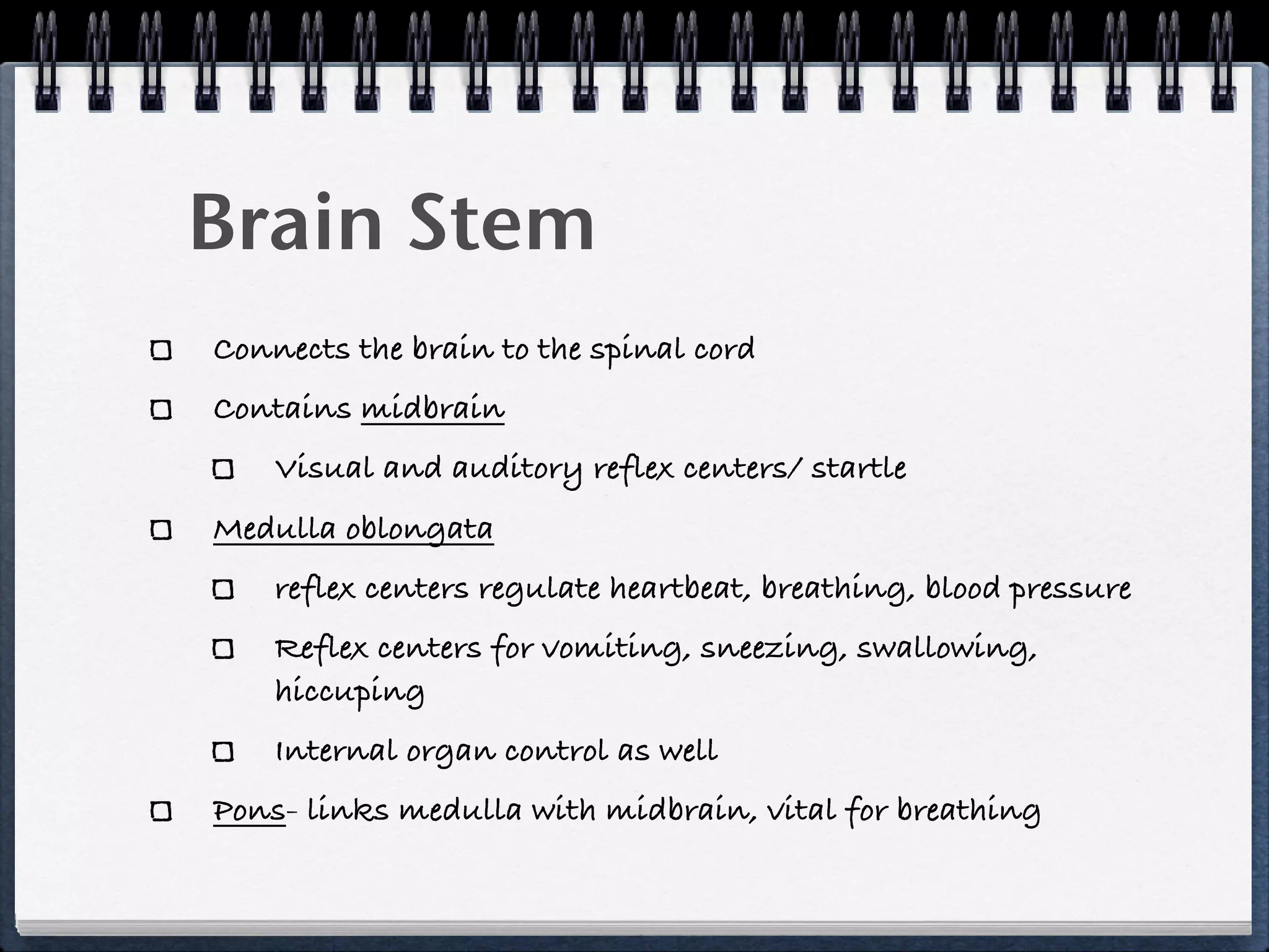 Brain Stem
Connects the brain to the spinal cord
Contains midbrain
    Visual and auditory reflex centers/ startle
Medulla oblongata
    reflex centers regulate heartbeat, breathing, blood pressure
    Reflex centers for vomiting, sneezing, swallowing,
    hiccuping
    Internal organ control as well
Pons- links medulla with midbrain, vital for breathing
 