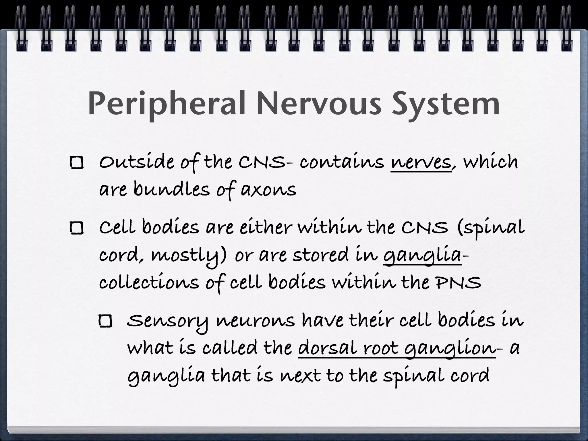 Peripheral Nervous System
Outside of the CNS- contains nerves, which
are bundles of axons
Cell bodies are either within the CNS (spinal
cord, mostly) or are stored in ganglia-
collections of cell bodies within the PNS
   Sensory neurons have their cell bodies in
   what is called the dorsal root ganglion- a
   ganglia that is next to the spinal cord
 