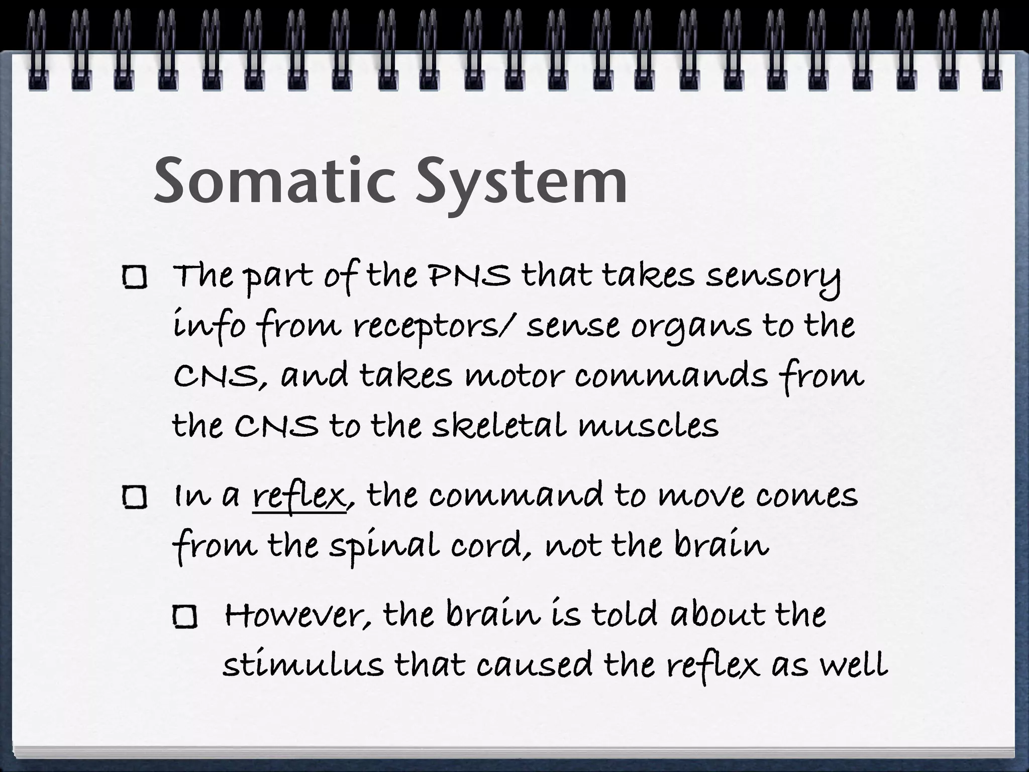 Somatic System
The part of the PNS that takes sensory
info from receptors/ sense organs to the
CNS, and takes motor commands from
the CNS to the skeletal muscles
In a reflex, the command to move comes
from the spinal cord, not the brain
  However, the brain is told about the
  stimulus that caused the reflex as well
 