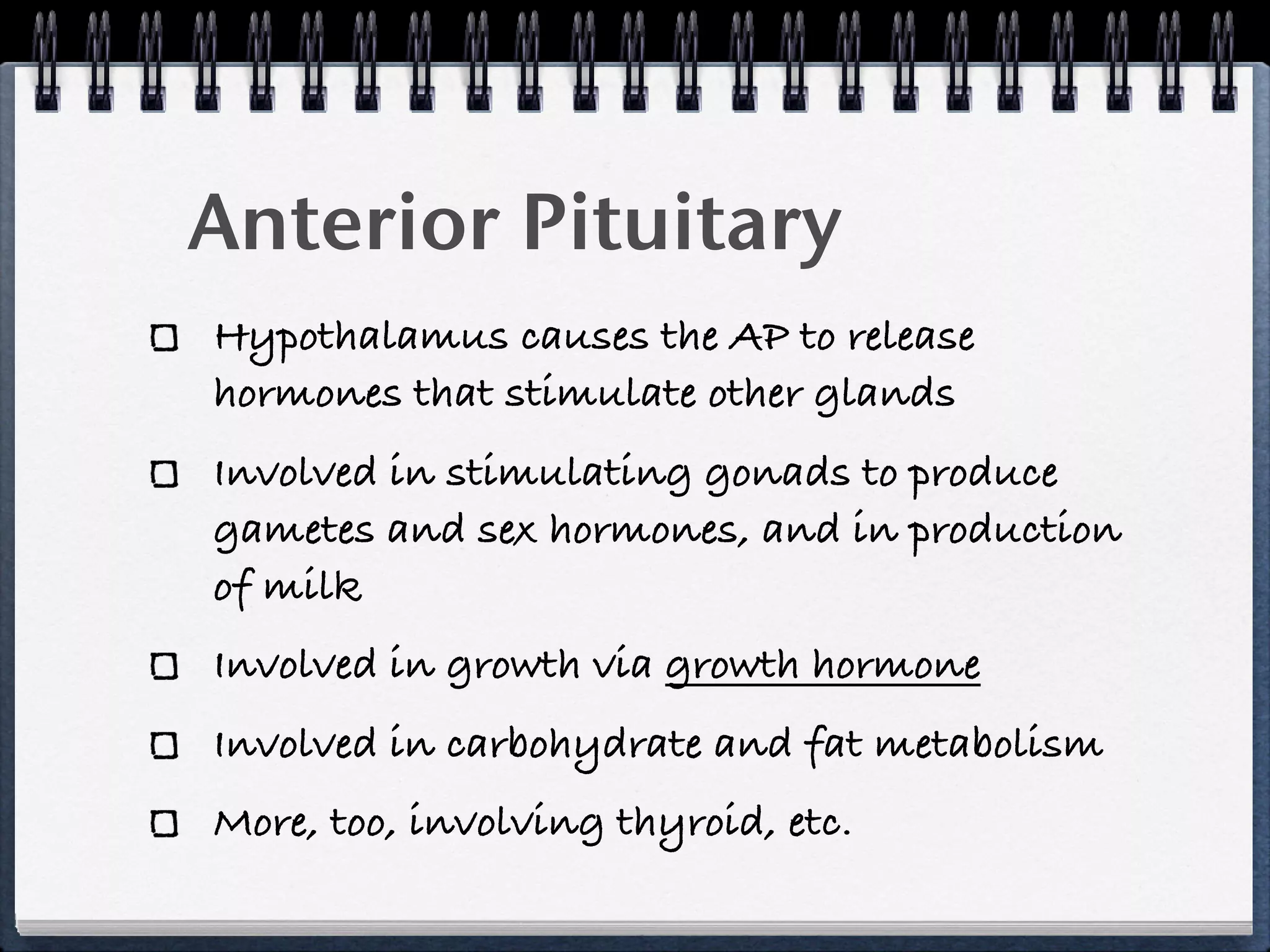 Anterior Pituitary
Hypothalamus causes the AP to release
hormones that stimulate other glands
Involved in stimulating gonads to produce
gametes and sex hormones, and in production
of milk
Involved in growth via growth hormone
Involved in carbohydrate and fat metabolism
More, too, involving thyroid, etc.
 