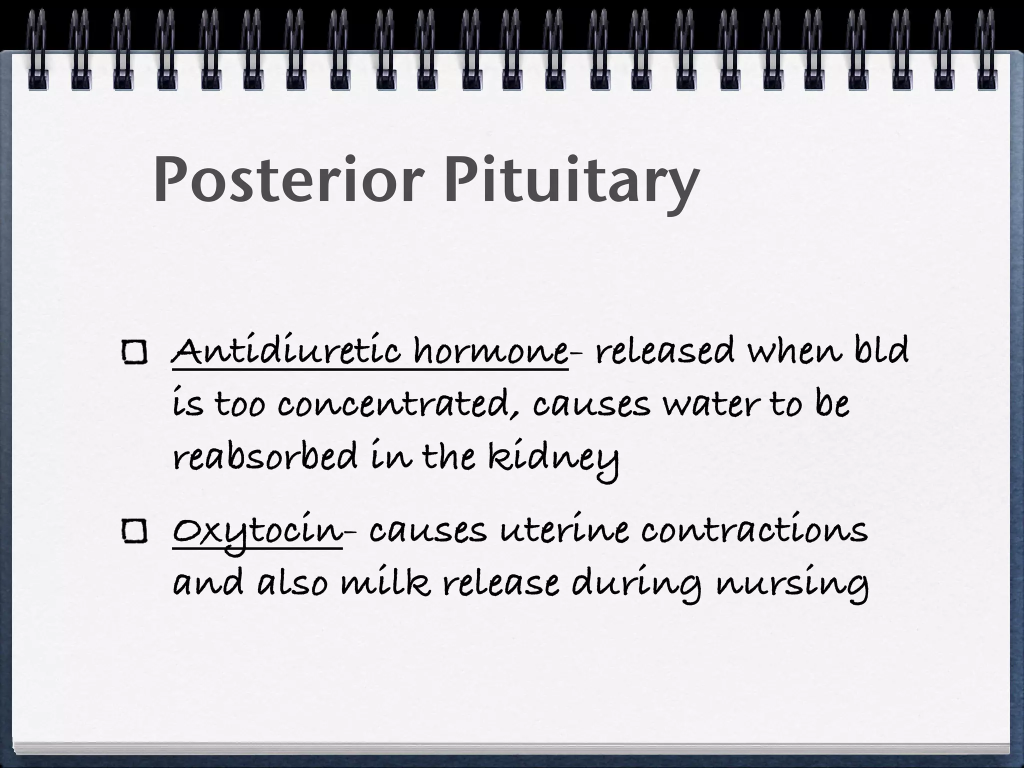 Posterior Pituitary

Antidiuretic hormone- released when bld
is too concentrated, causes water to be
reabsorbed in the kidney
Oxytocin- causes uterine contractions
and also milk release during nursing
 