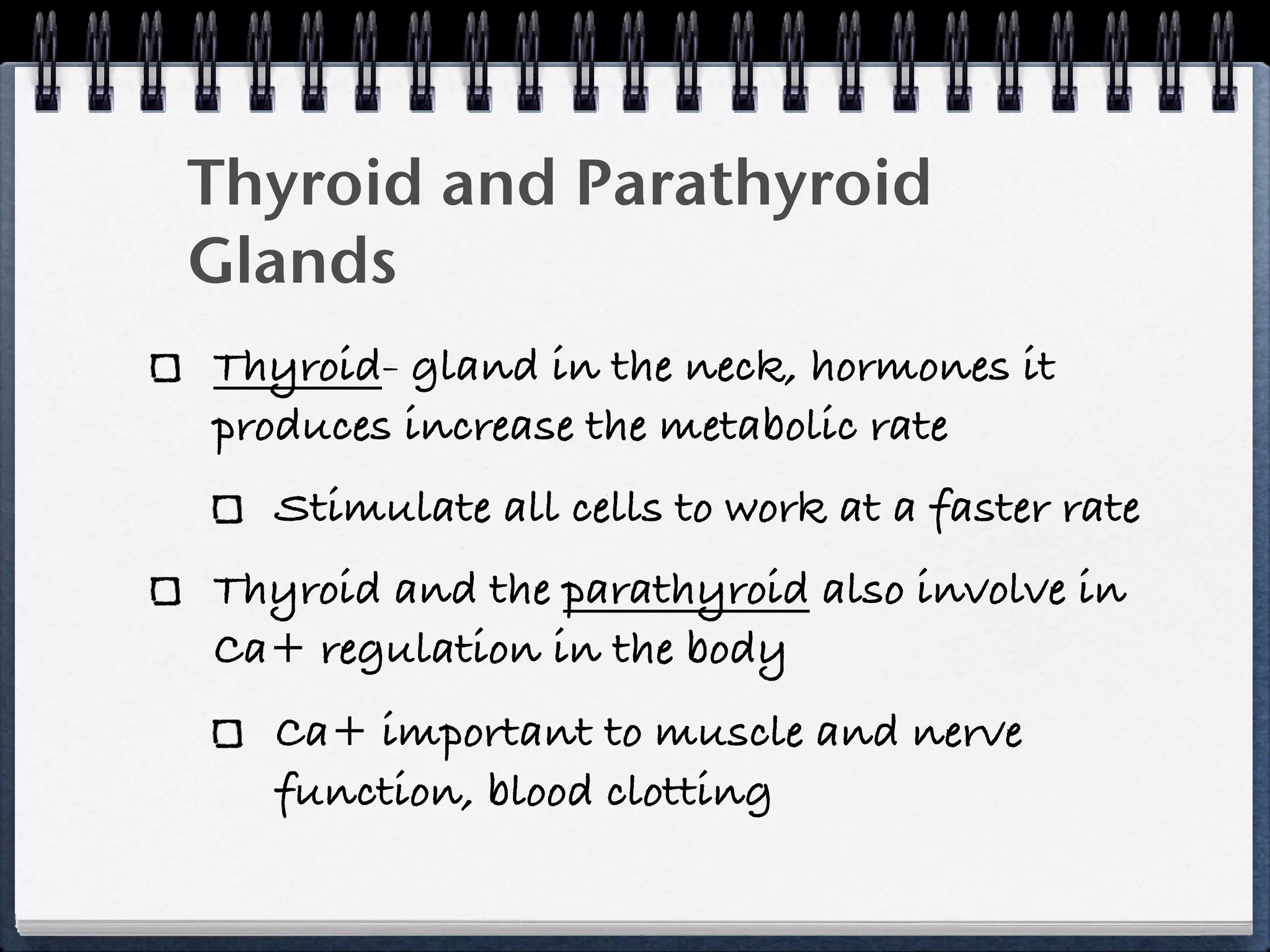 Thyroid and Parathyroid
Glands
Thyroid- gland in the neck, hormones it
produces increase the metabolic rate
  Stimulate all cells to work at a faster rate
Thyroid and the parathyroid also involve in
Ca+ regulation in the body
  Ca+ important to muscle and nerve
  function, blood clotting
 