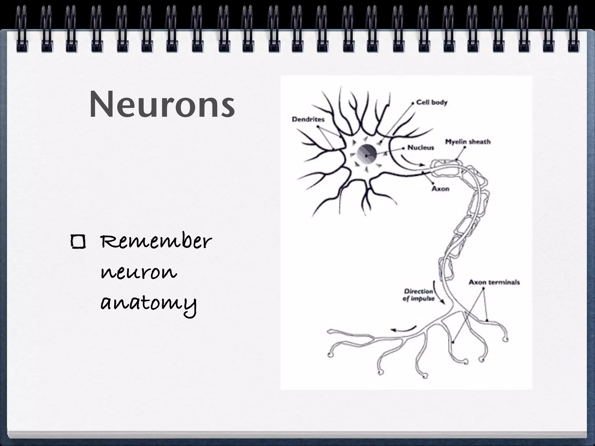 Neurons


Remember
neuron
anatomy
 
