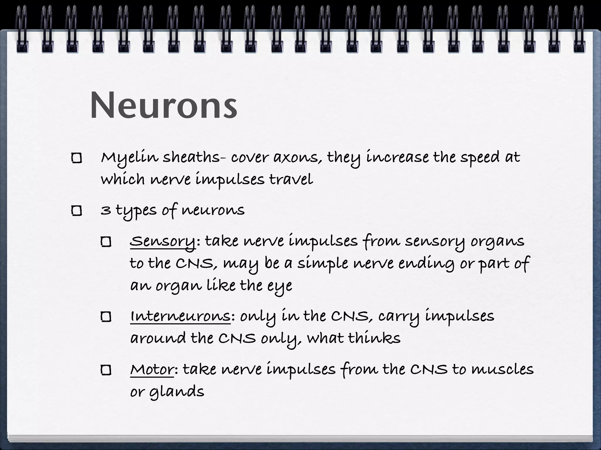 Neurons
Myelin sheaths- cover axons, they increase the speed at
which nerve impulses travel
3 types of neurons
   Sensory: take nerve impulses from sensory organs
   to the CNS, may be a simple nerve ending or part of
   an organ like the eye
   Interneurons: only in the CNS, carry impulses
   around the CNS only, what thinks
   Motor: take nerve impulses from the CNS to muscles
   or glands
 