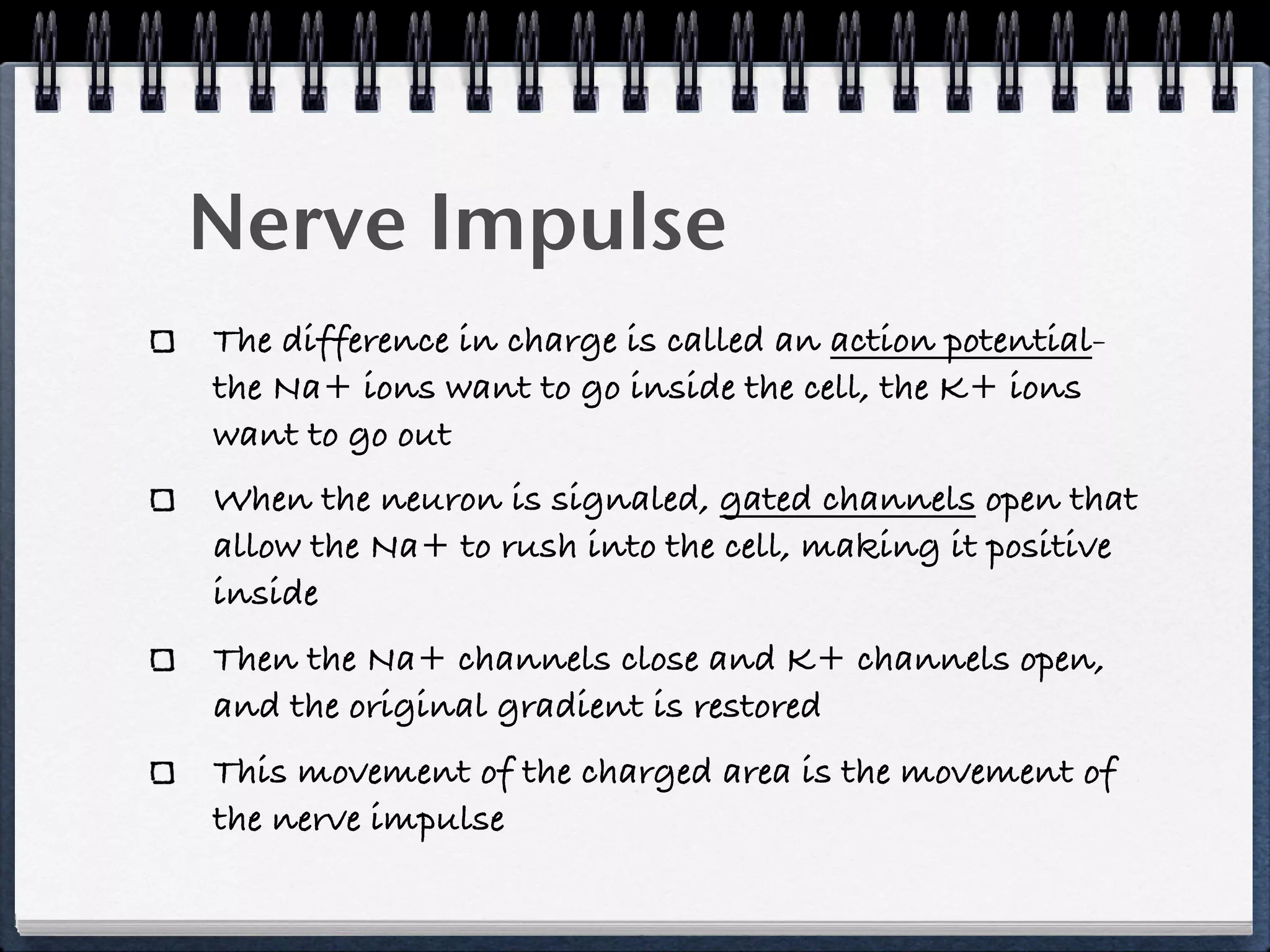 Nerve Impulse
The difference in charge is called an action potential-
the Na+ ions want to go inside the cell, the K+ ions
want to go out
When the neuron is signaled, gated channels open that
allow the Na+ to rush into the cell, making it positive
inside
Then the Na+ channels close and K+ channels open,
and the original gradient is restored
This movement of the charged area is the movement of
the nerve impulse
 