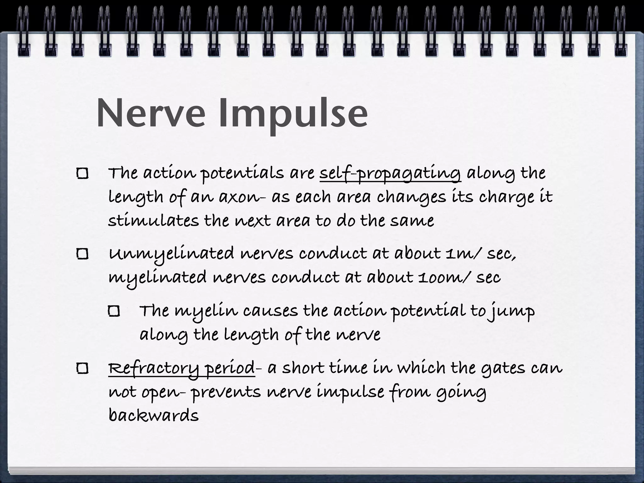 Nerve Impulse
The action potentials are self-propagating along the
length of an axon- as each area changes its charge it
stimulates the next area to do the same
Unmyelinated nerves conduct at about 1m/ sec,
myelinated nerves conduct at about 1oom/ sec
   The myelin causes the action potential to jump
   along the length of the nerve
Refractory period- a short time in which the gates can
not open- prevents nerve impulse from going
backwards
 
