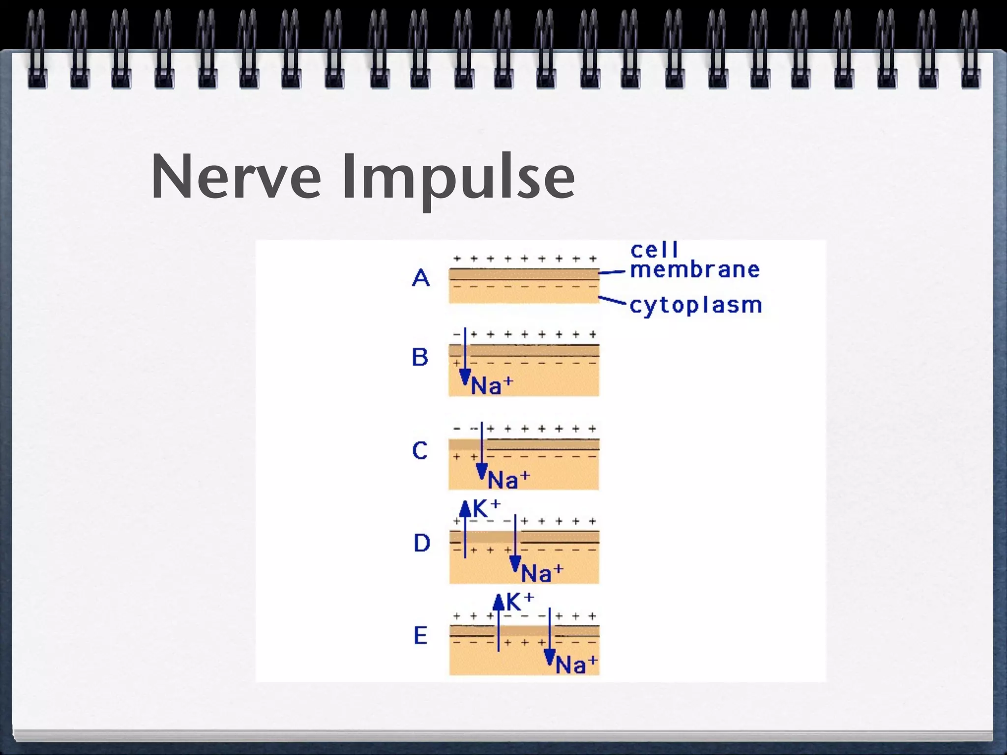 Nerve Impulse
 