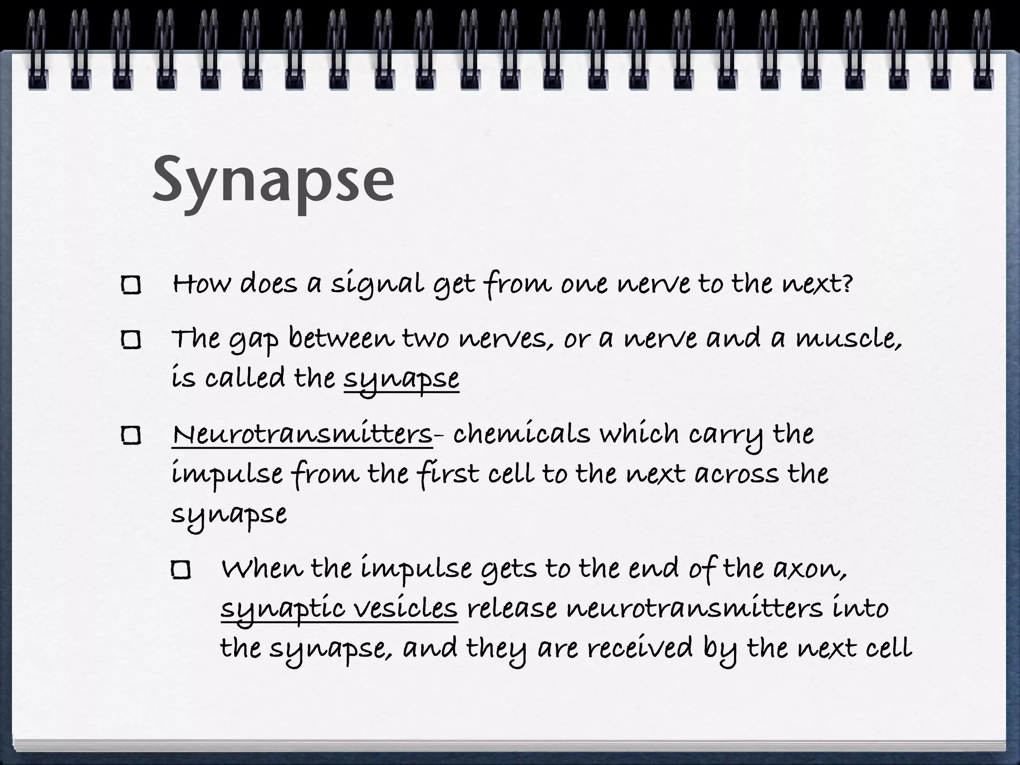 Synapse
How does a signal get from one nerve to the next?
The gap between two nerves, or a nerve and a muscle,
is called the synapse
Neurotransmitters- chemicals which carry the
impulse from the first cell to the next across the
synapse
   When the impulse gets to the end of the axon,
   synaptic vesicles release neurotransmitters into
   the synapse, and they are received by the next cell
 