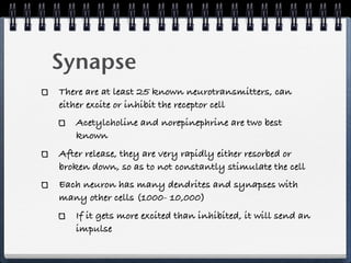 Synapse
There are at least 25 known neurotransmitters, can
either excite or inhibit the receptor cell
   Acetylcholine and norepinephrine are two best
   known
After release, they are very rapidly either resorbed or
broken down, so as to not constantly stimulate the cell
Each neuron has many dendrites and synapses with
many other cells (1000- 10,000)
   If it gets more excited than inhibited, it will send an
   impulse
 