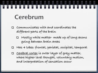 Cerebrum!!
Communicates with and coordinates the
different parts of the brain
   Mostly white matter- made up of long axons
   going between brain areas
Has 4 lobes: frontal, parietal, occipital, temporal
Cerebral cortex is outer layer of grey matter,
where higher level thought, voluntary motion,
and interpretation of sensation occur
 
